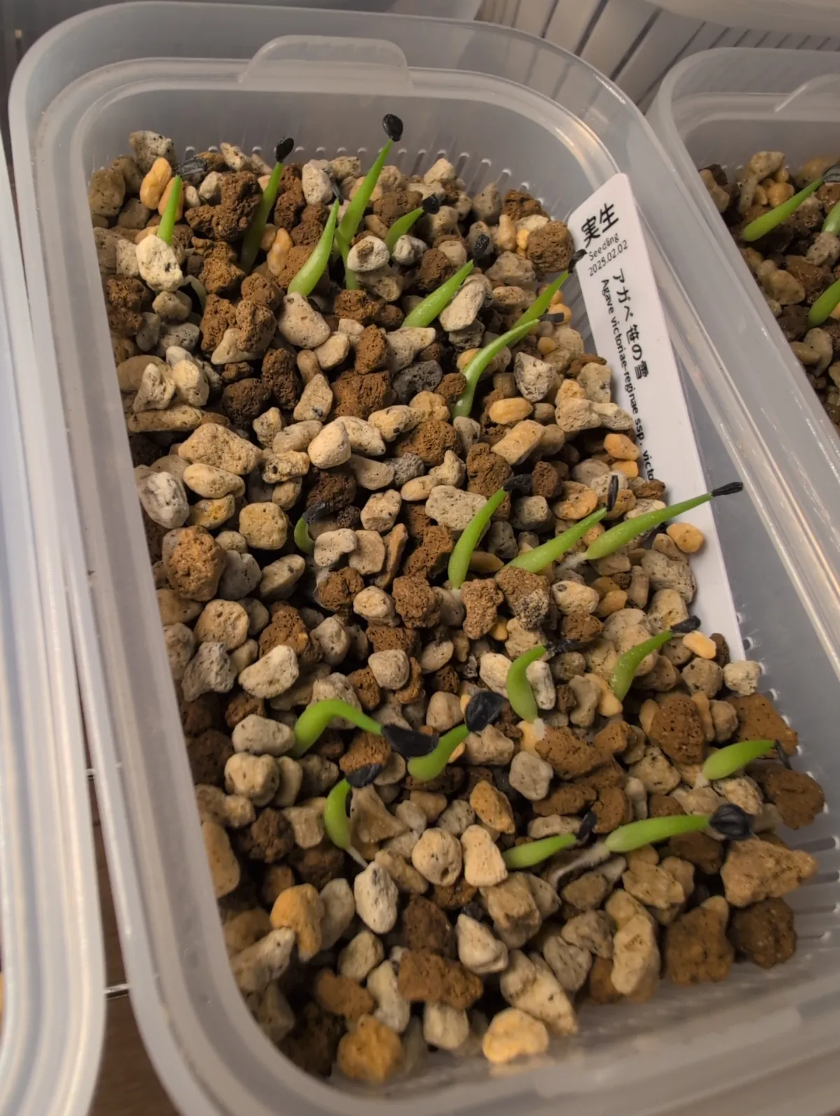 Agave victoriae-reginae (アガベ ビクトリアレジーナエ 笹の雪)