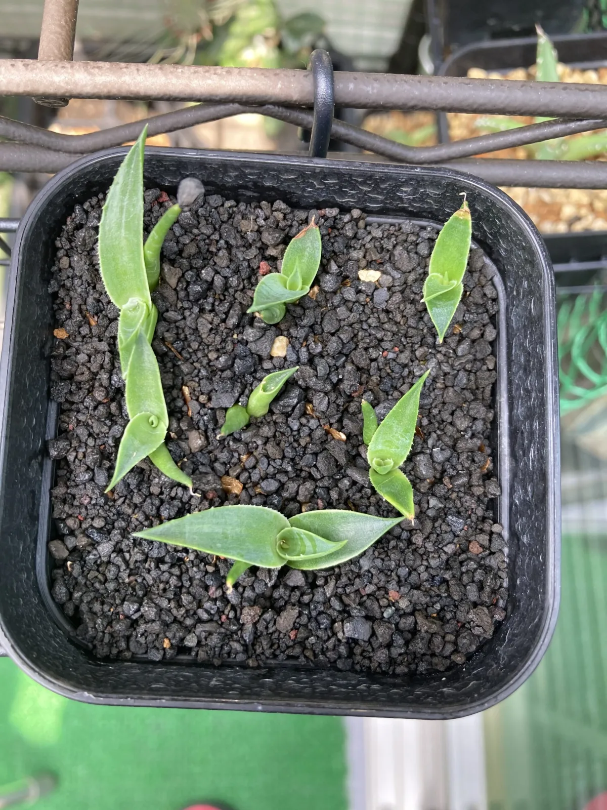 Agave utahensis ssp. utahensis (アガベ ユタエンシス)