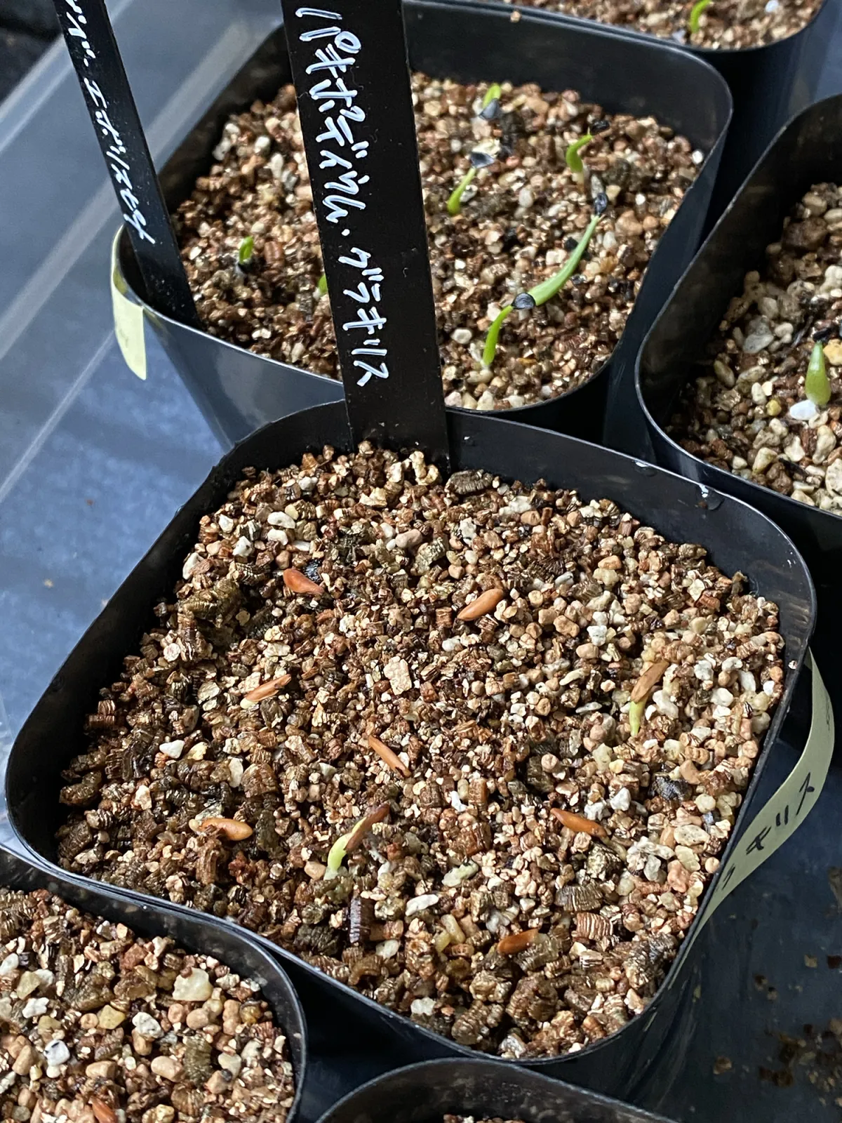 Pachypodium rosulatum var. gracilius (パキポディウム グラキリス)