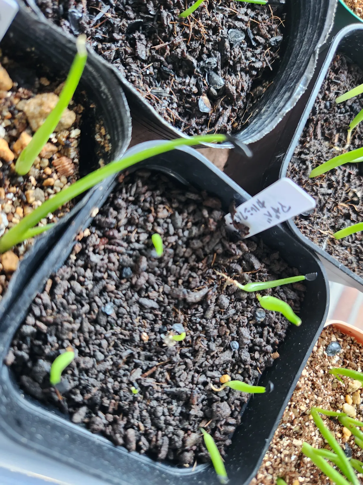 Agave calciphila (アガベ カルチフィラ)