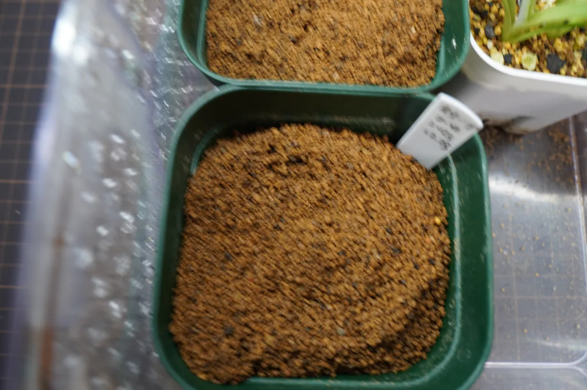 Olea europaea (オリーブ ユーロピア)