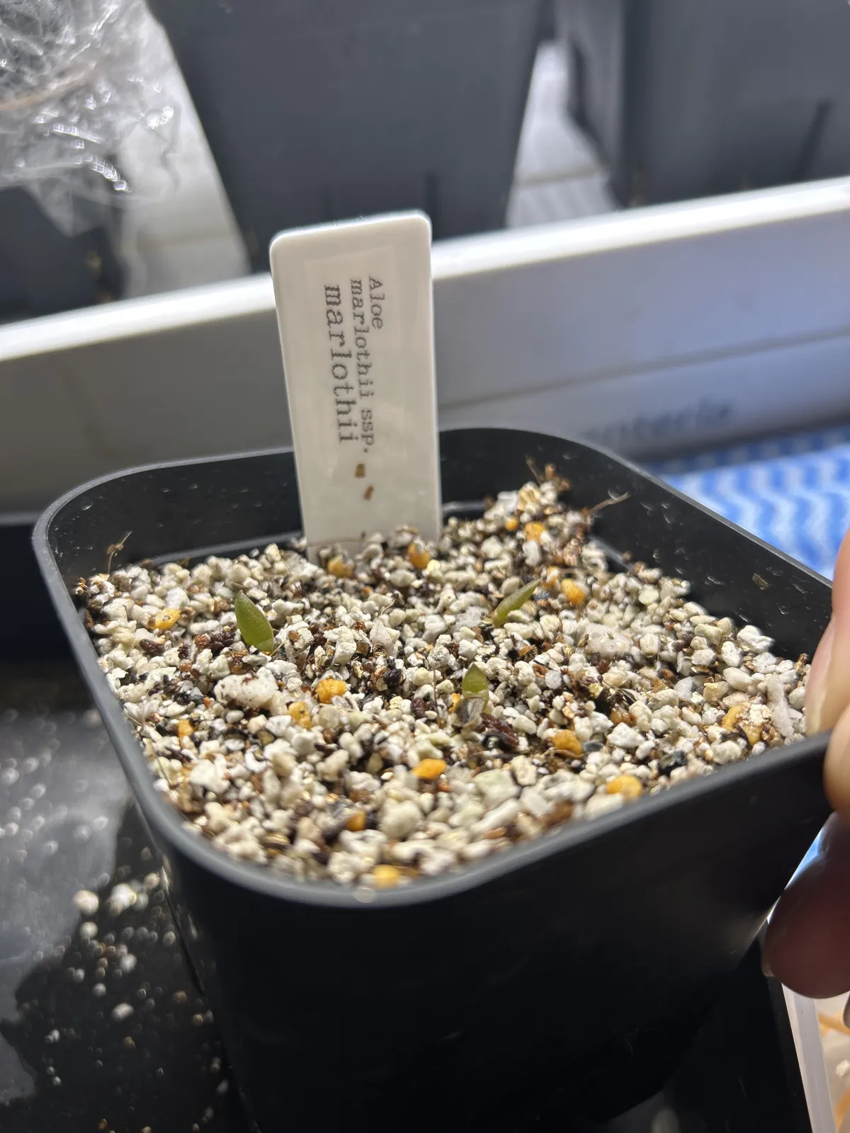 Aloe marlothii subsp. marlothii (アロエ マルロシー)