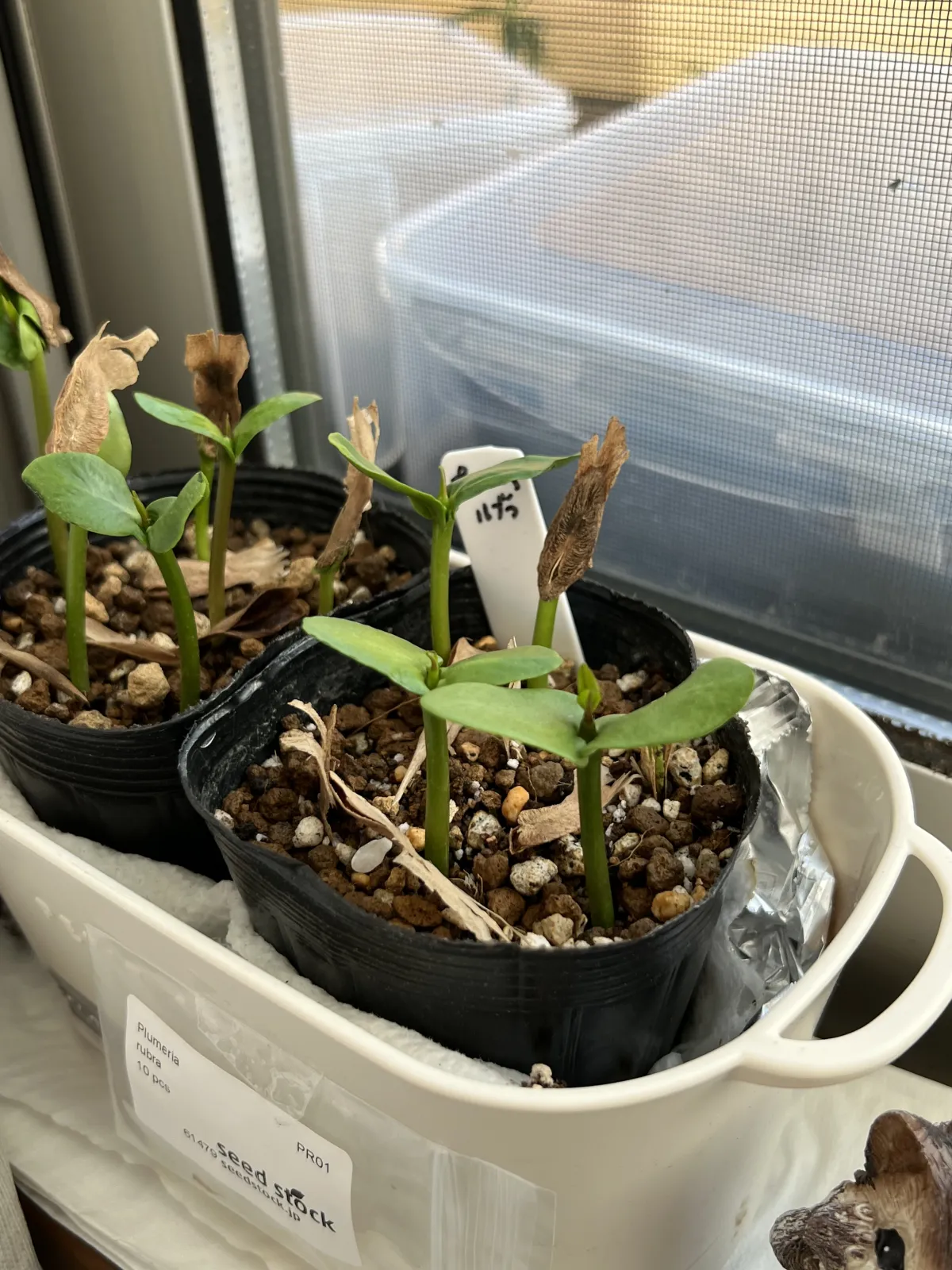 Plumeria rubra (プルメリア ルブラ)