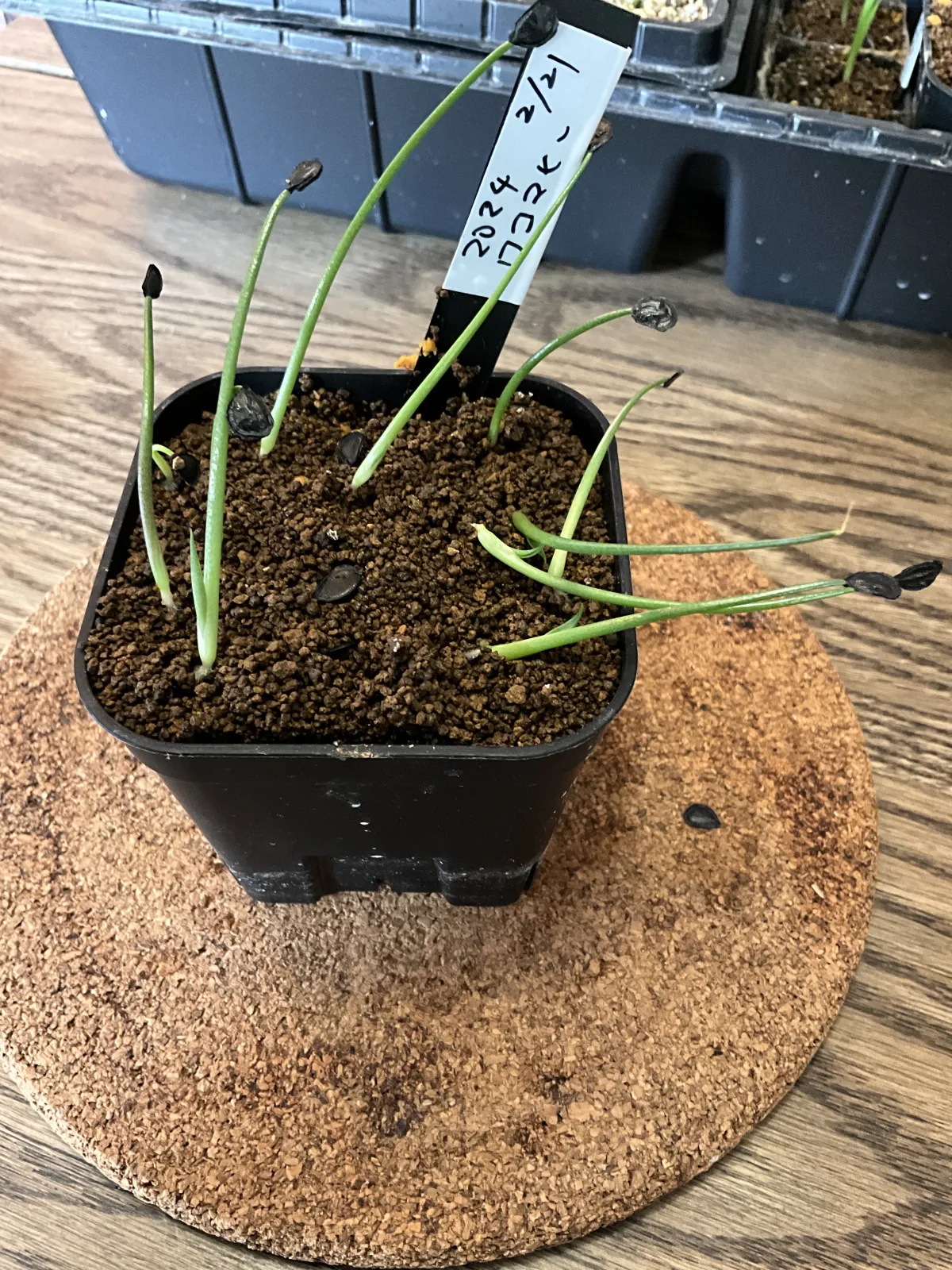 Agave wocomahi (アガベ ワコマヒー)