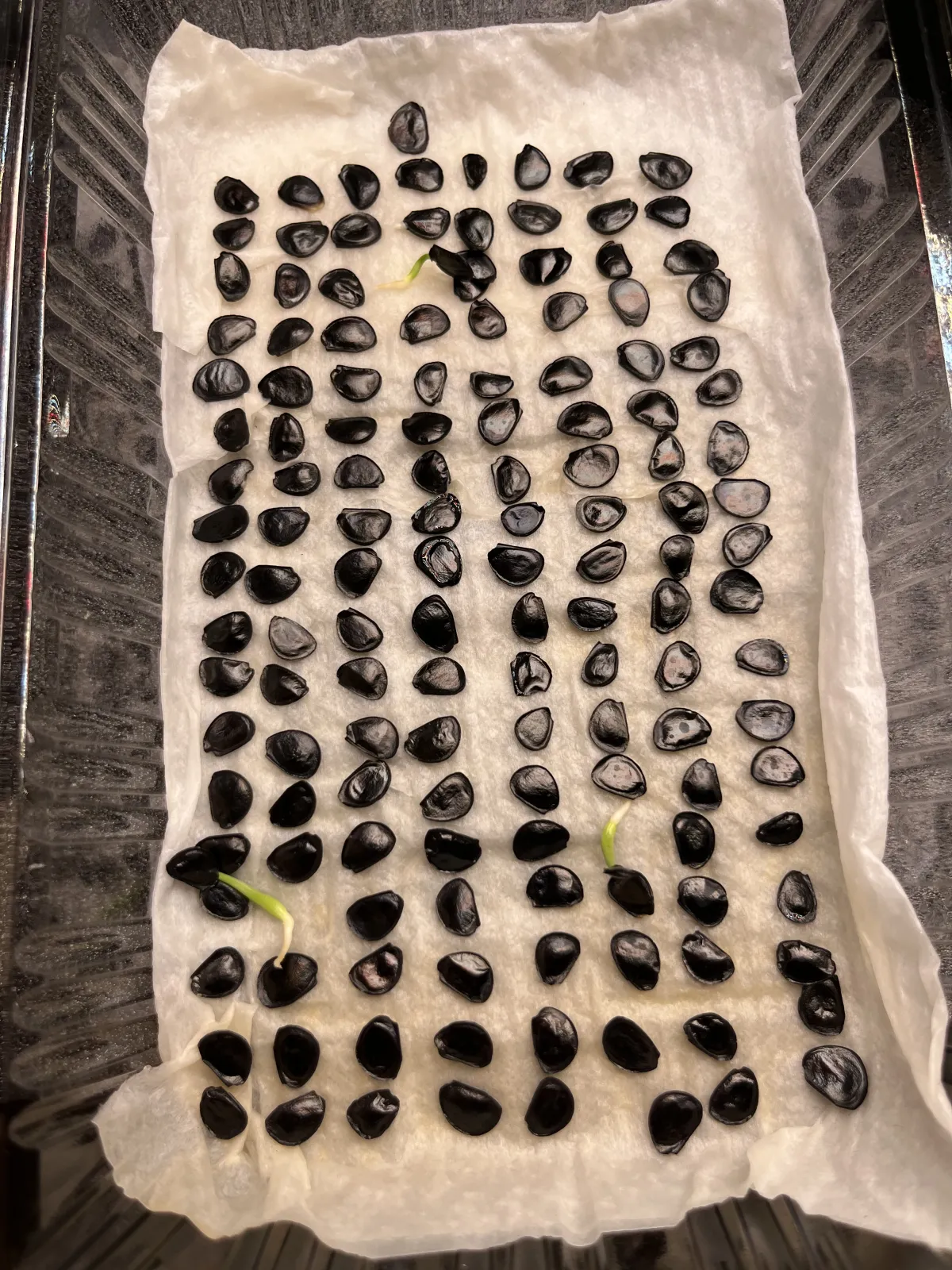 [チャレンジ種子] アガベ シャウィ（発芽難） Agave shawii subsp. shawii (発芽難)