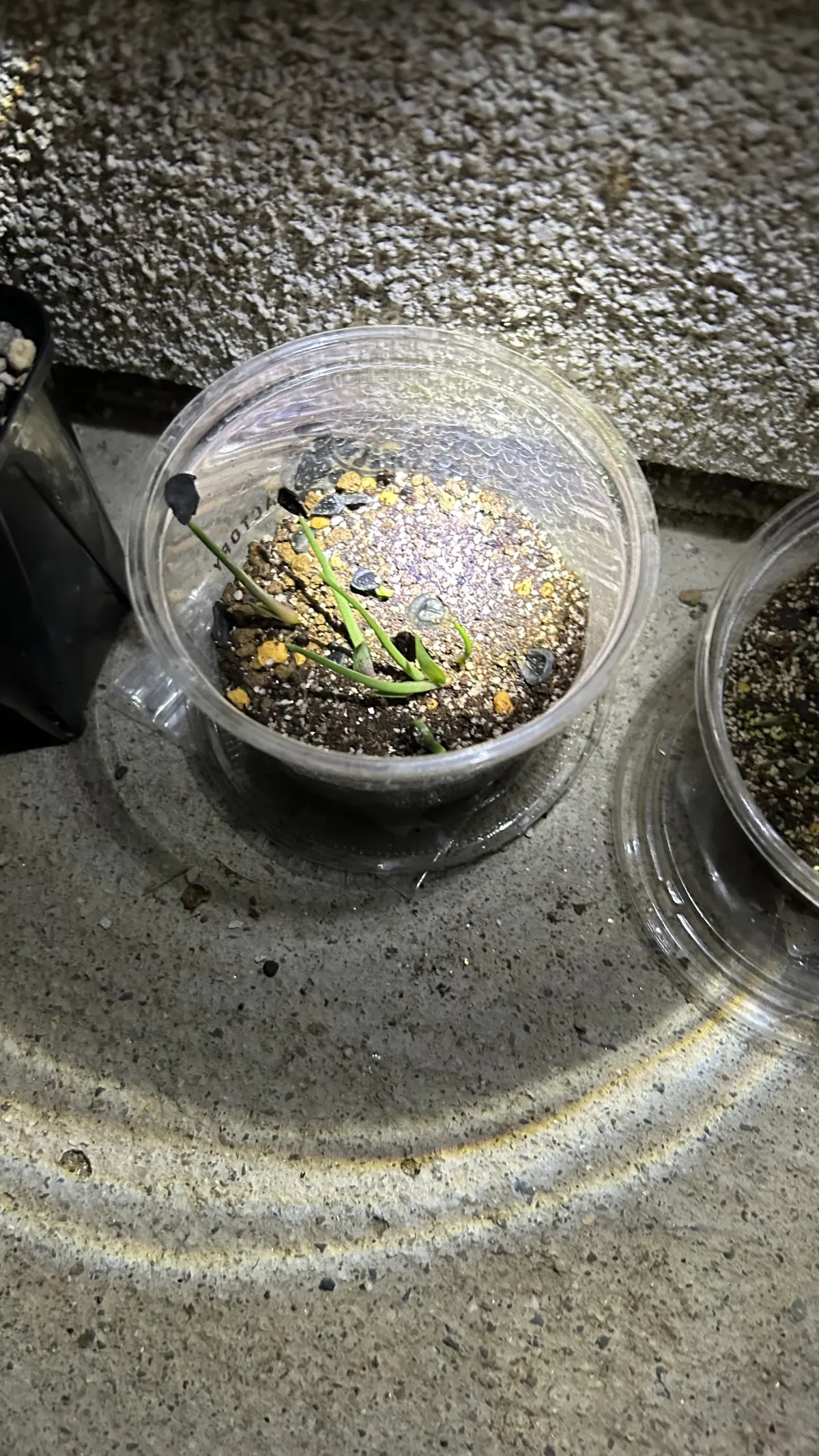 Agave americana var. oaxacensis (アガベ オアハセンシス)