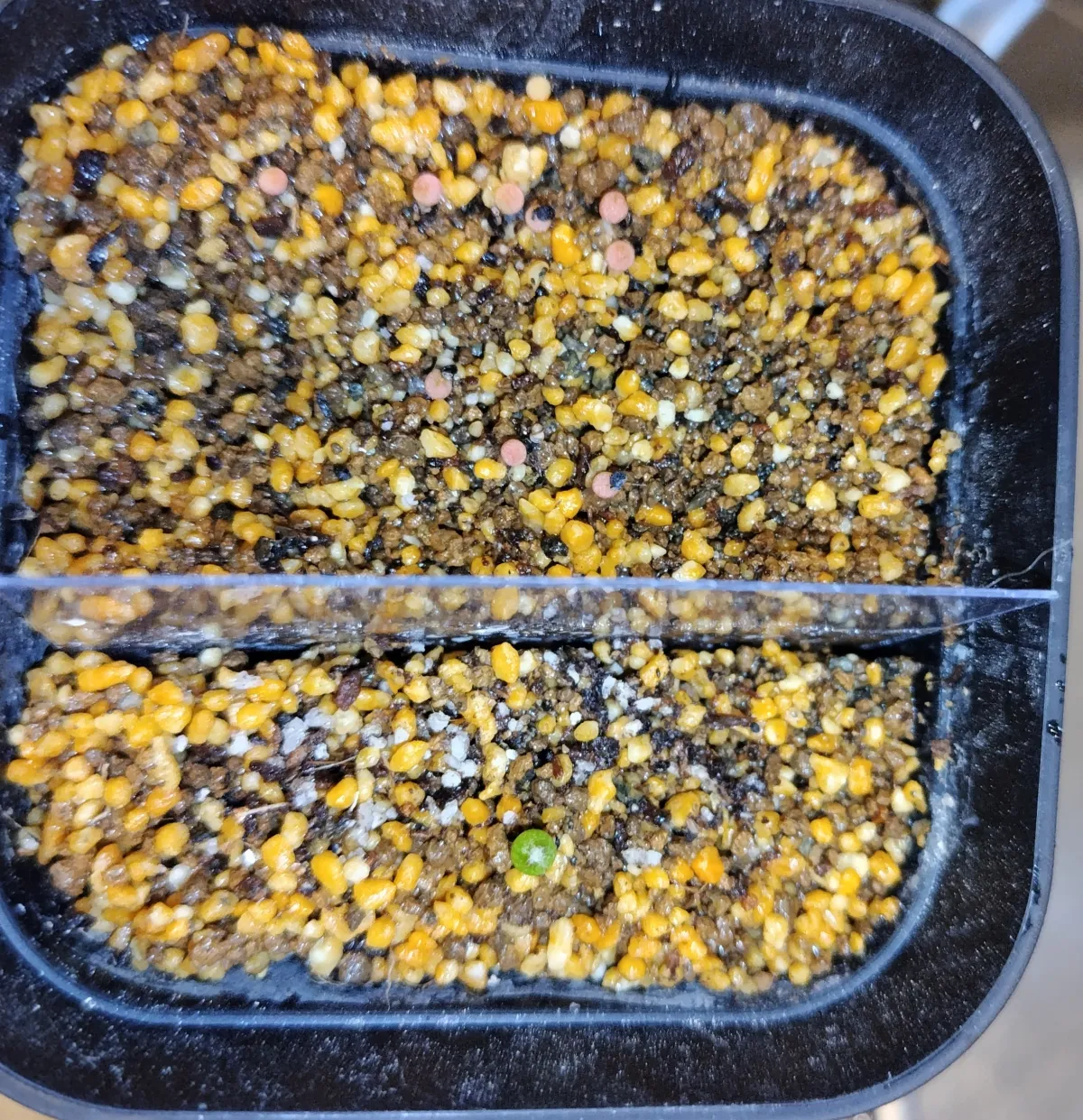 Melocactus matanzanus (メロカクタス マタンザナス)