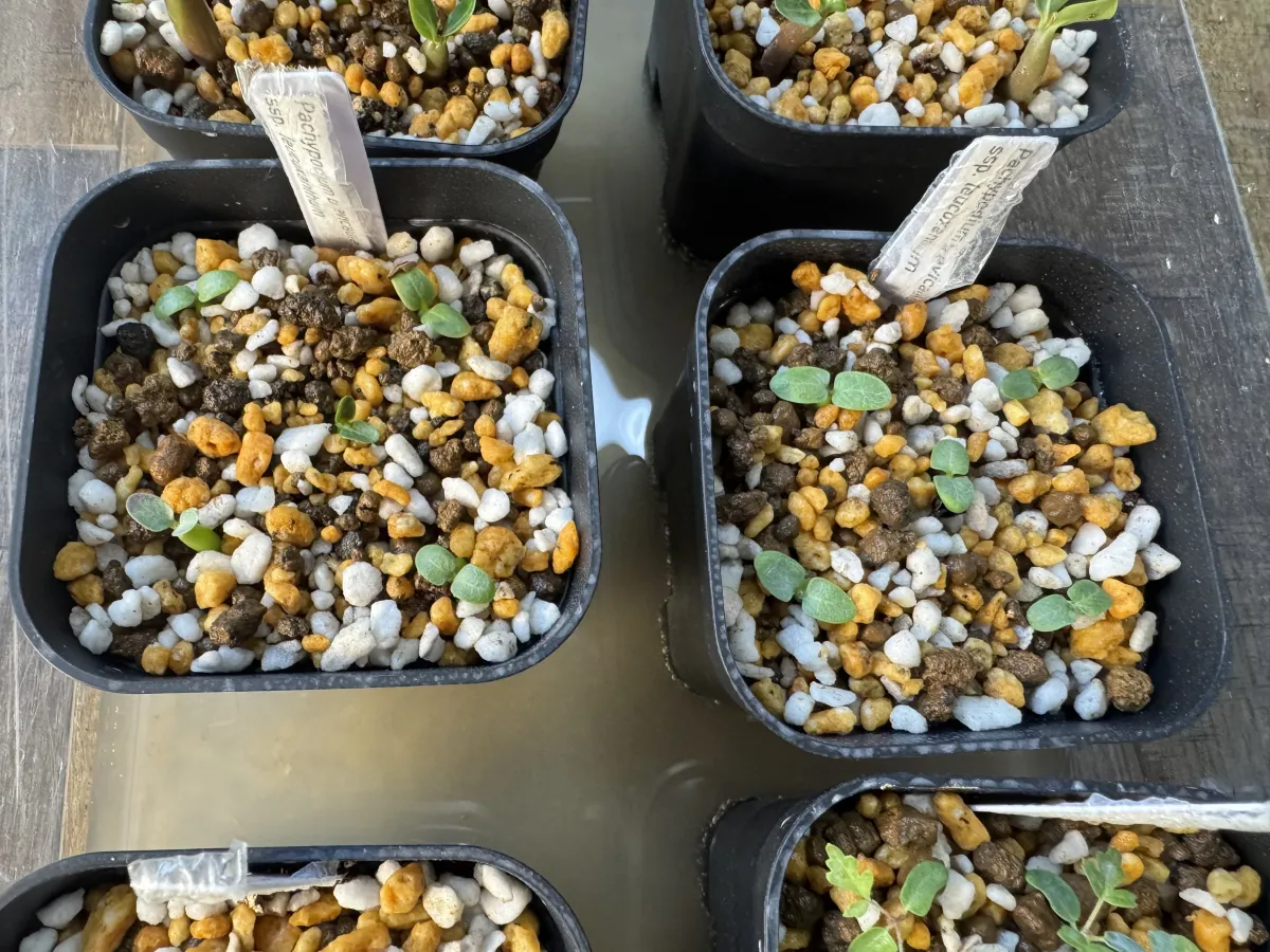 Pachypodium brevicaule subsp. leucoxanthum (パキポディウム レウコキサンツム)