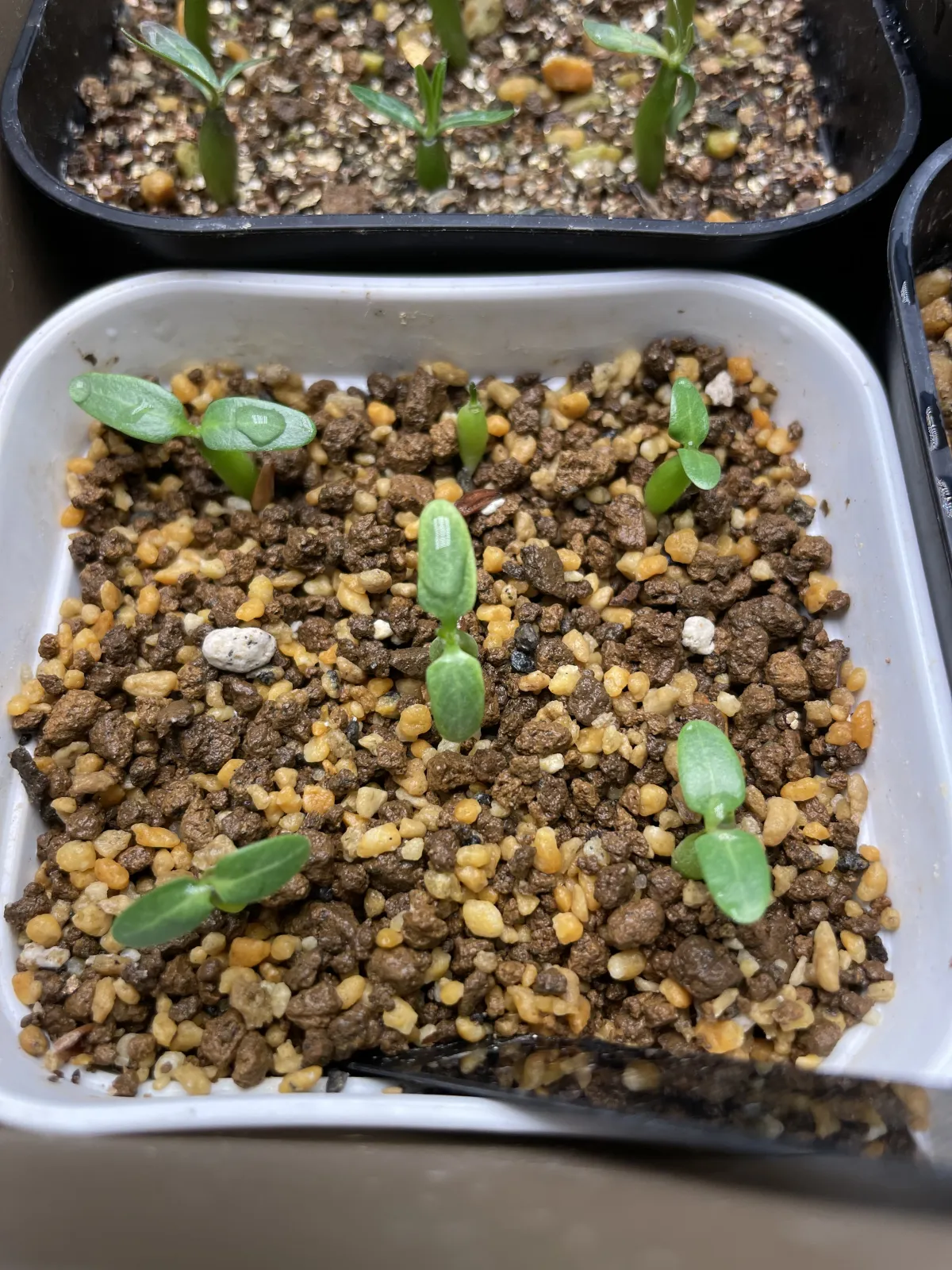 Pachypodium horombense (パキポディウム ホロンベンセ)