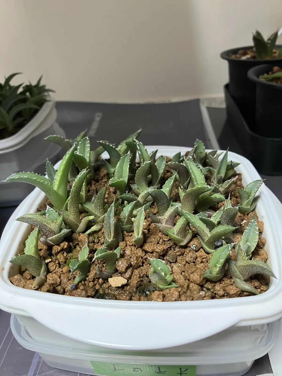  アガベ オテロイ Lot.2023E（2023年ロット）