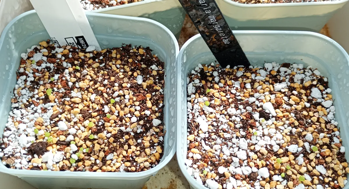 Lapidaria margaretae (ラピダリア マーガレッティ 魔玉)