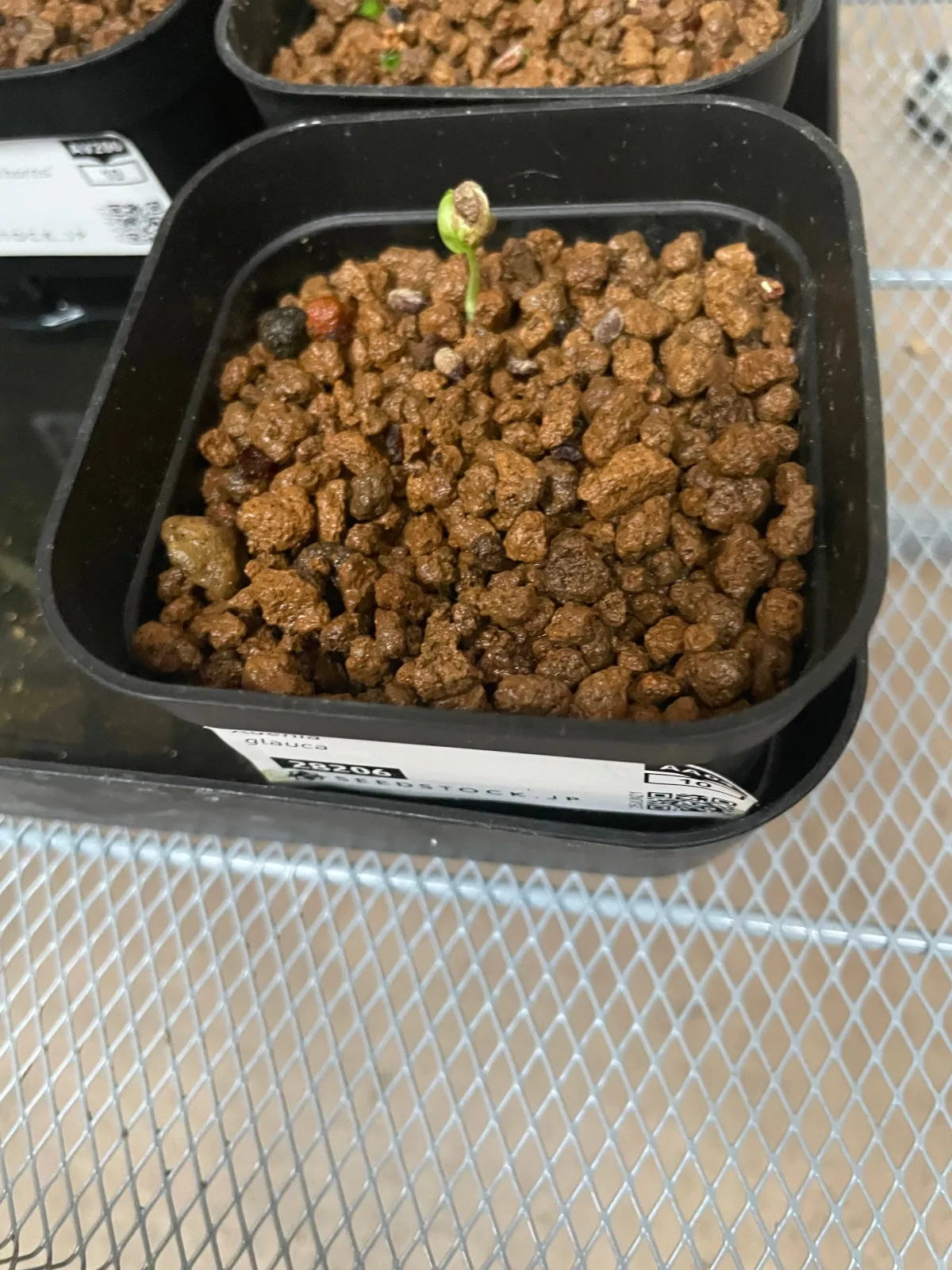 Adenia glauca (アデニア グラウカ)