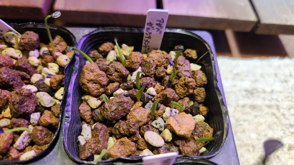 Agave garciae-mendozae (アガベ ガルシアメンドーサ)