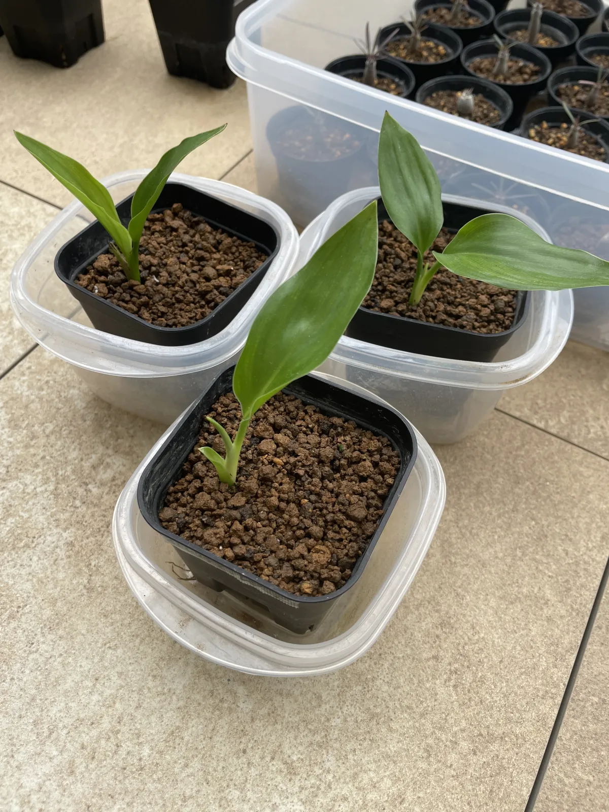 Strelitzia reginae (ストレリチア レジーナ)