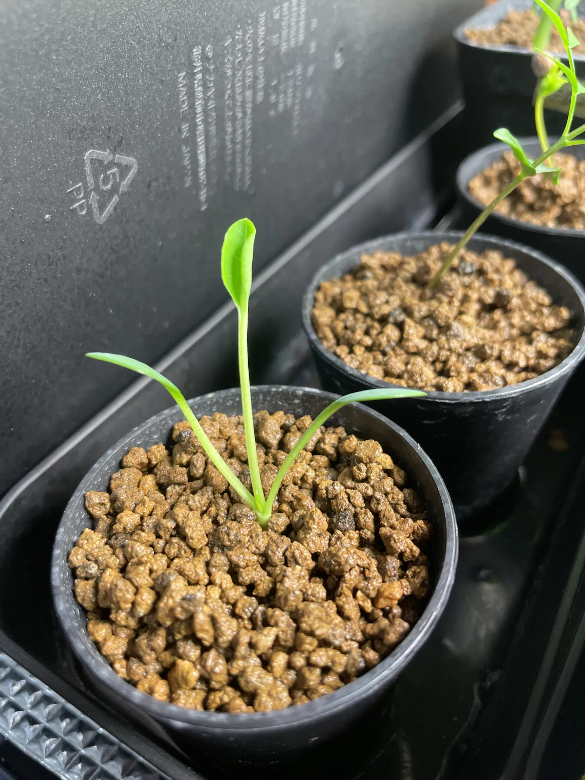 Euphorbia guillauminiana (ユーフォルビア ギラウミニアナ)