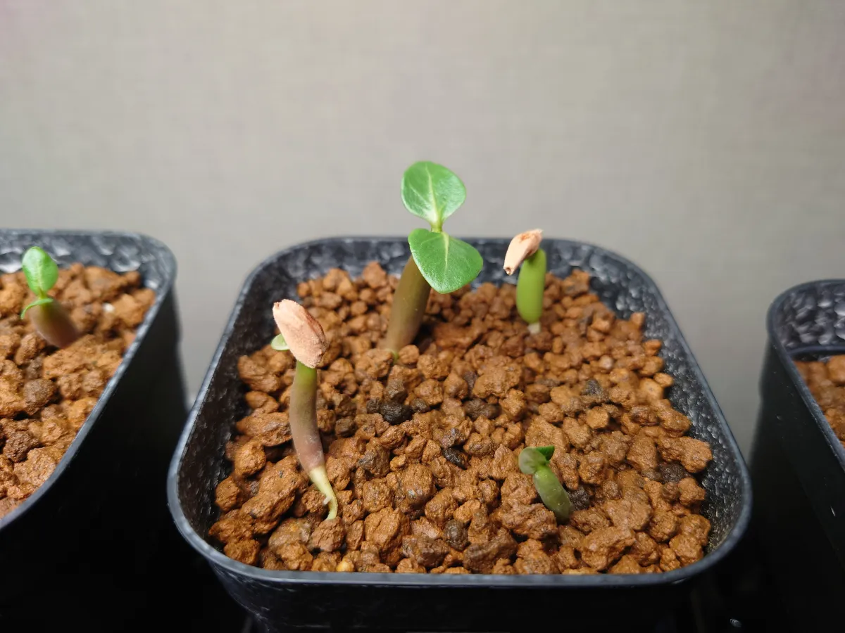 Adenium arabicum (アデニウム アラビカム)