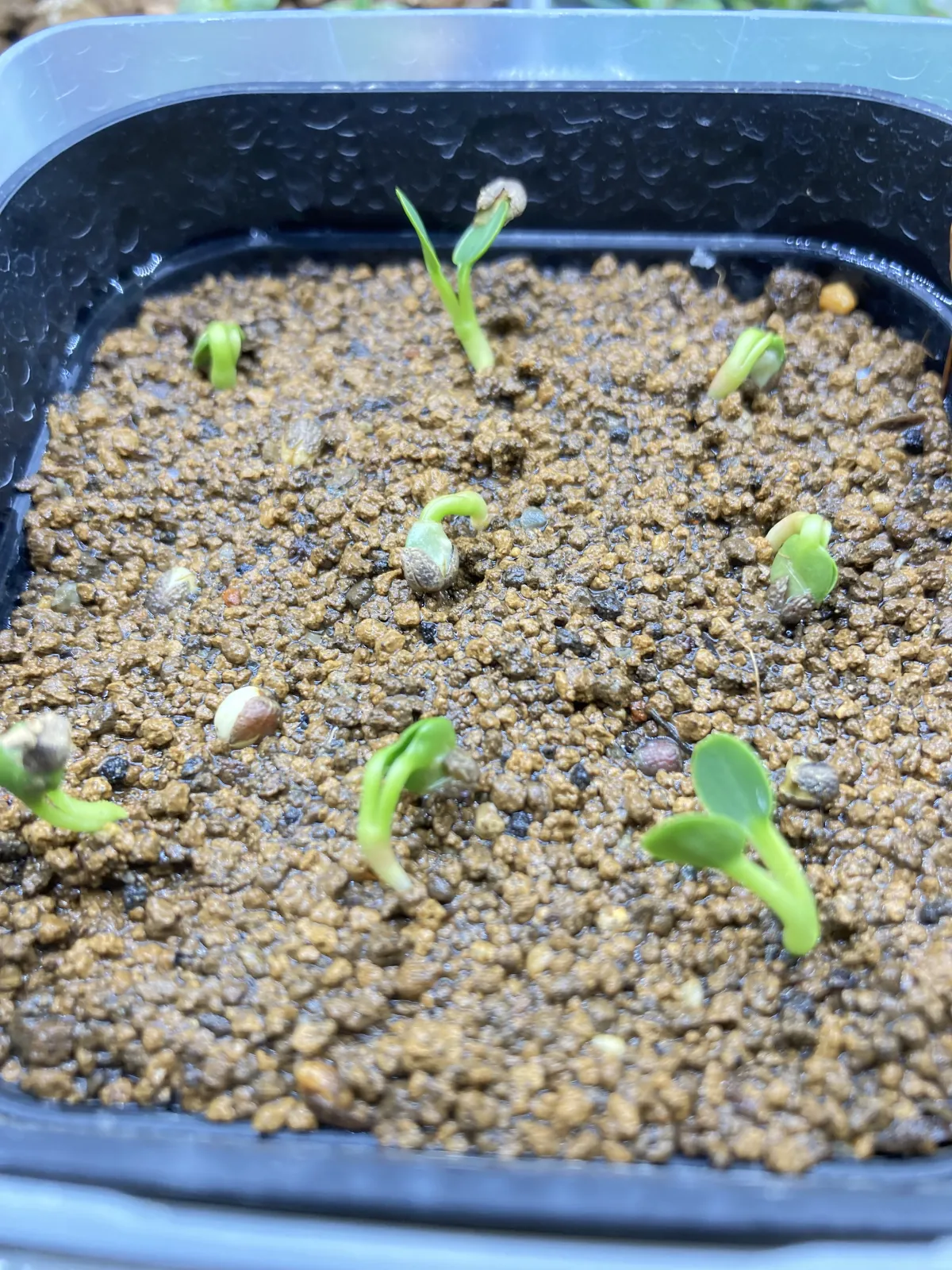 Euphorbia guillauminiana (ユーフォルビア ギラウミニアナ)