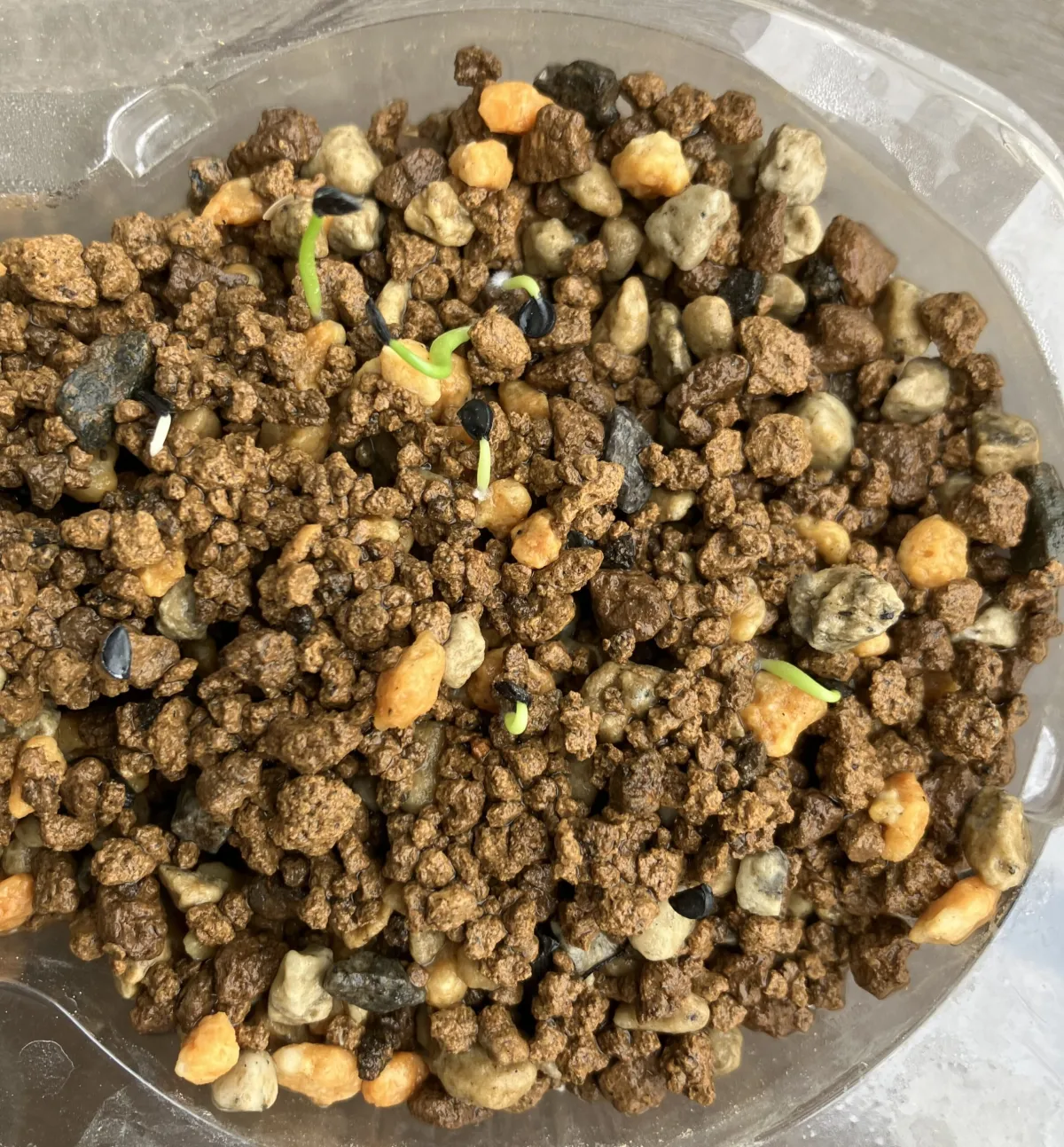 Agave filifera (アガベ フィリフェラ)