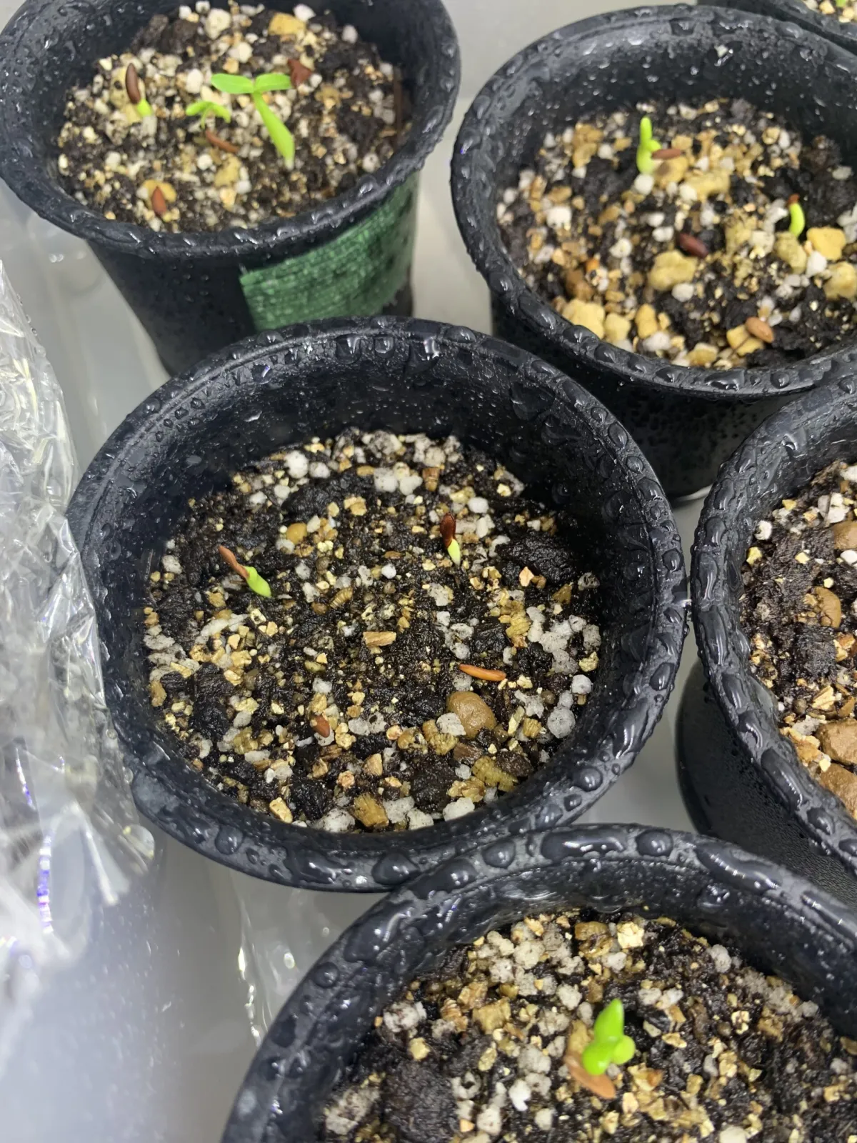 Pachypodium rosulatum var. gracilius (パキポディウム グラキリス)