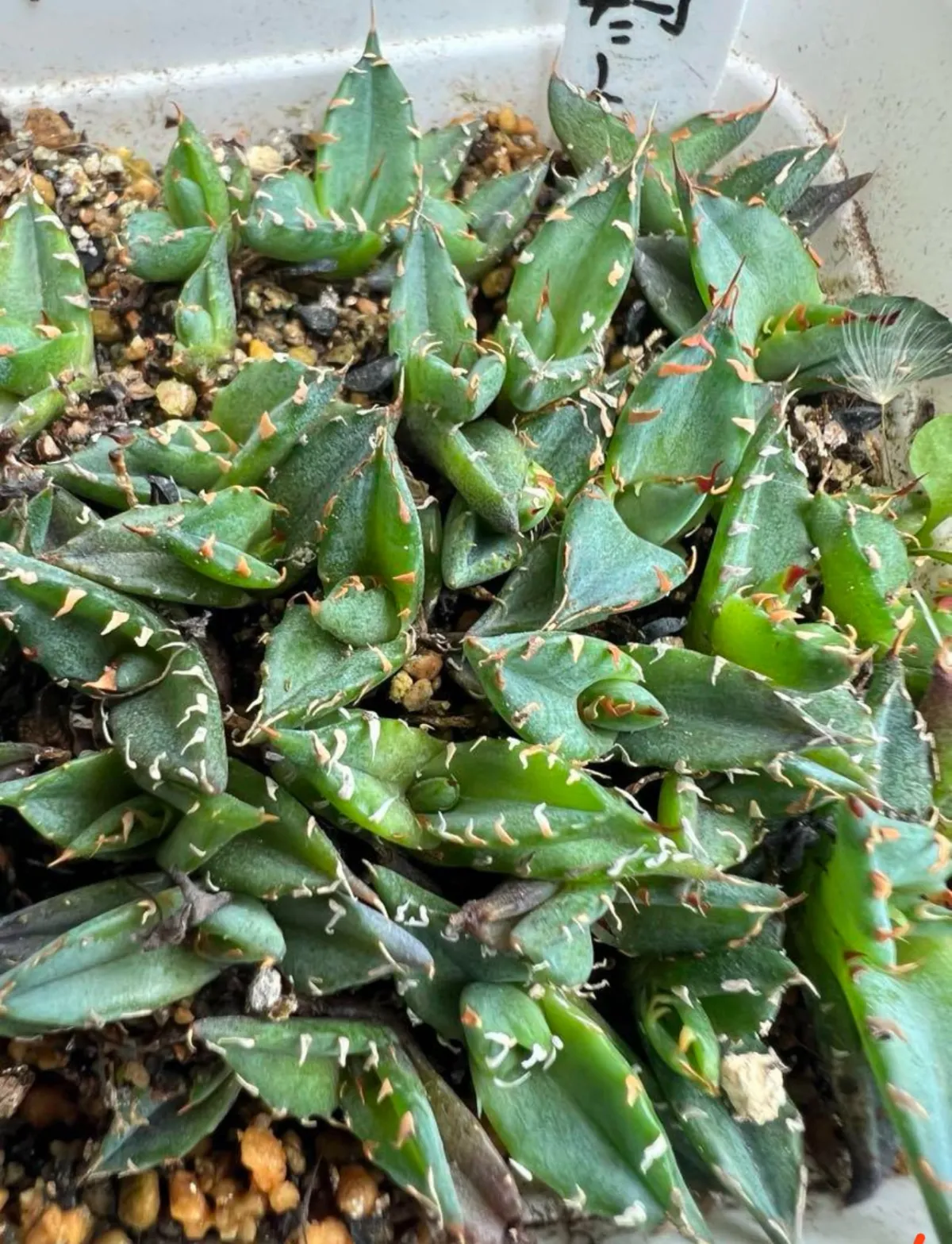 Agave garciae-mendozae (アガベ ガルシアメンドーサ)