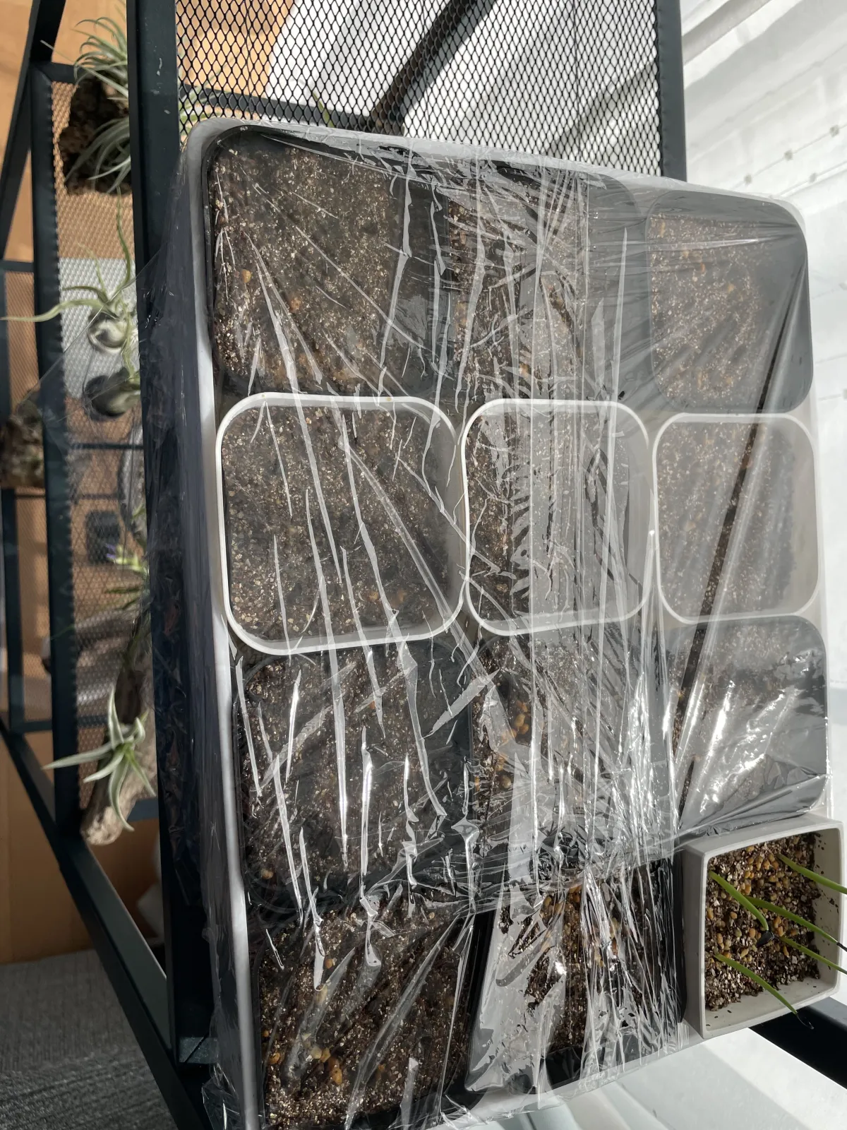 Fockea edulis (フォッケア 火星人)