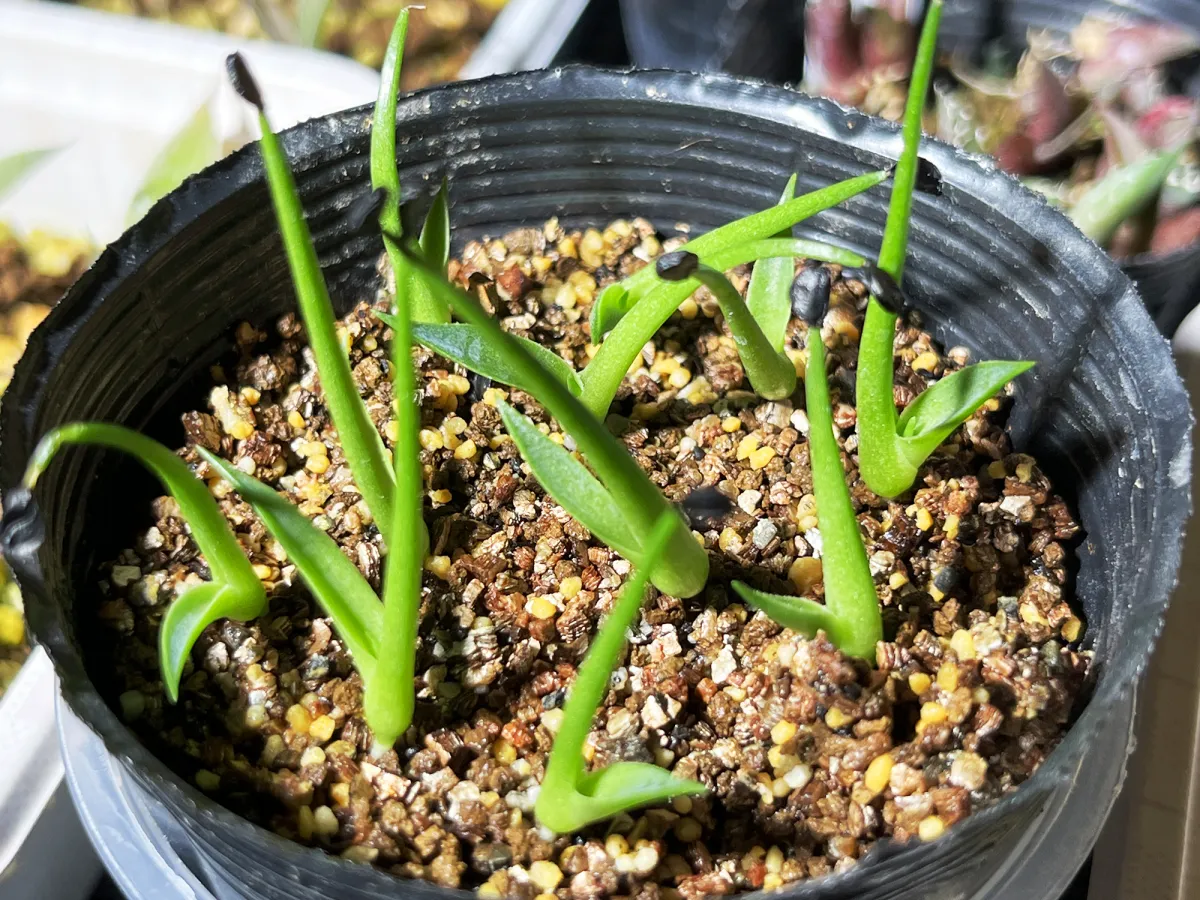Agave utahensis var. eborispina 'Vegas' (アガベ エボリスピナ ヴェガス)