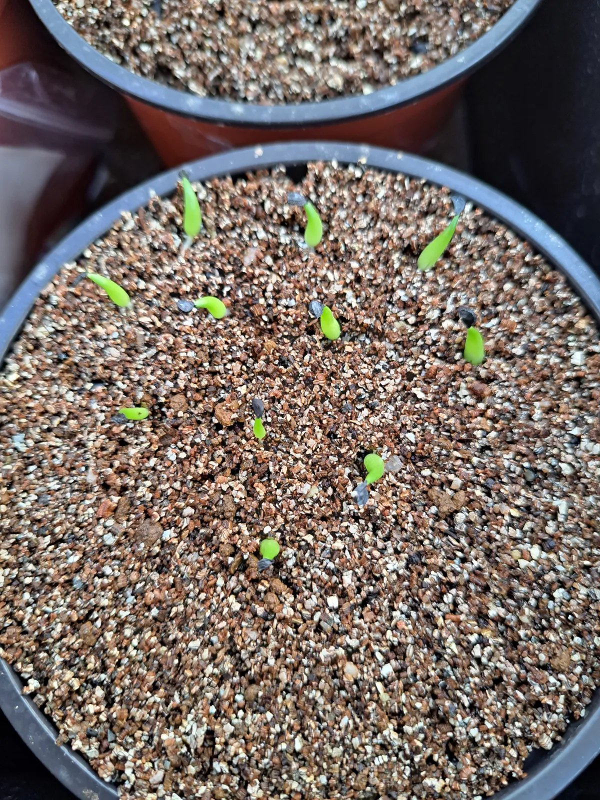 Agave victoriae-reginae Compacta (アガベ ビクトリアレジーナコンパクト)