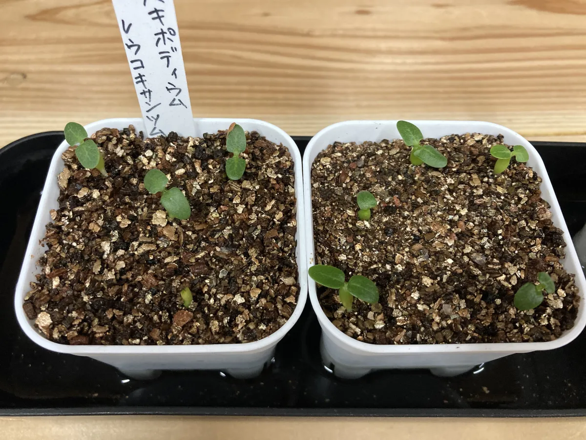 Pachypodium brevicaule subsp. leucoxanthum (パキポディウム レウコキサンツム)