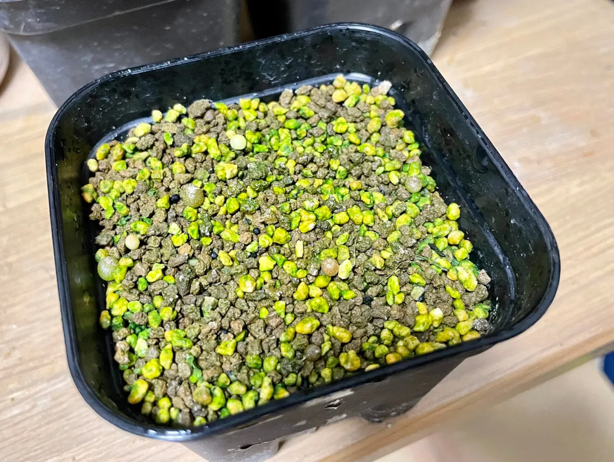 Lophophora diffusa (ロフォフォラ 翠冠玉)