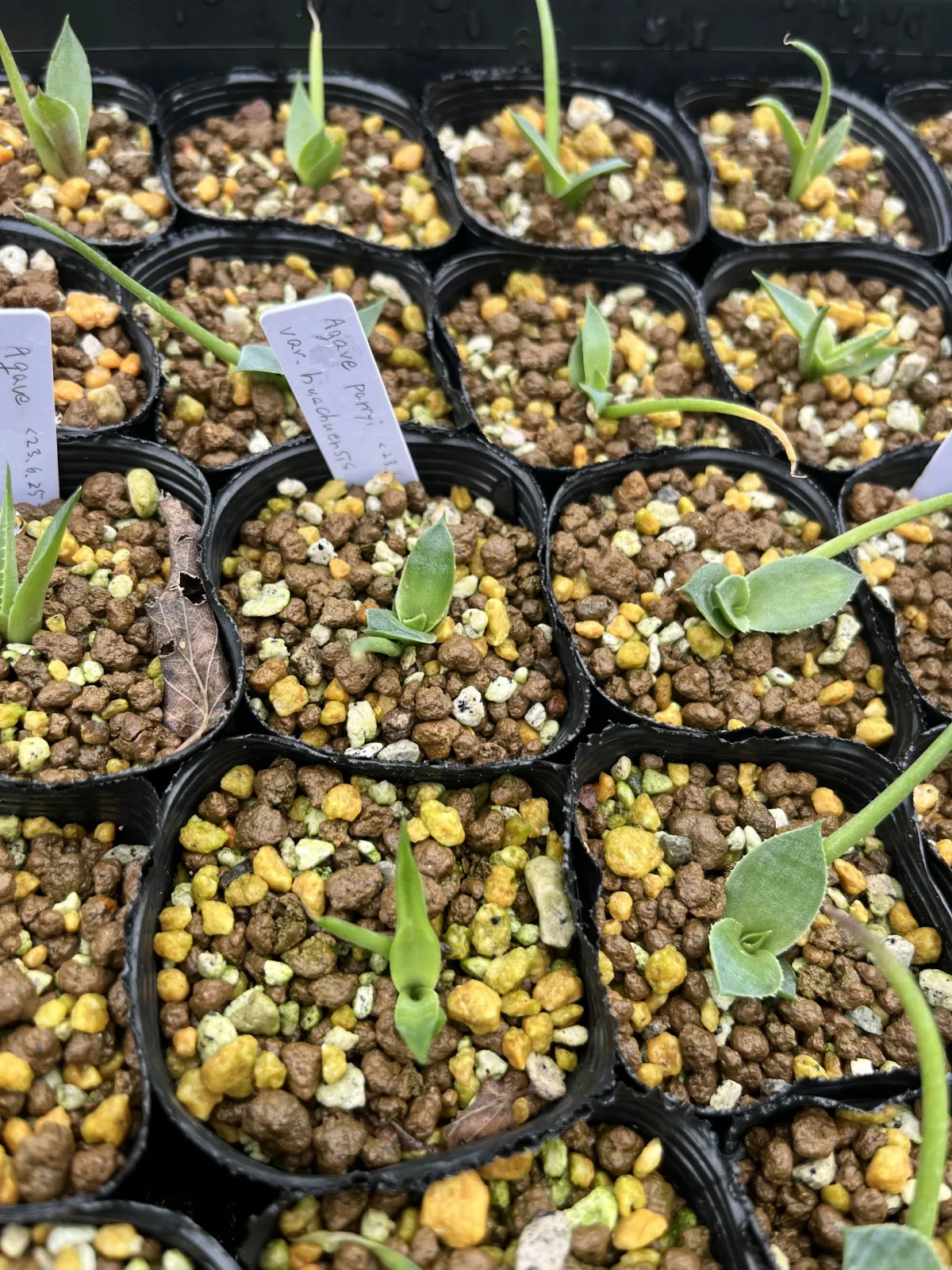 Agave parryi var. huachucensis (アガベ フアチュセンシス)