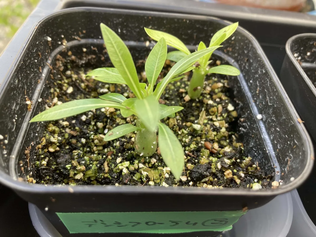 Pachypodium densiflorum var. densiflorum (パキポディウム デンシフローラム)