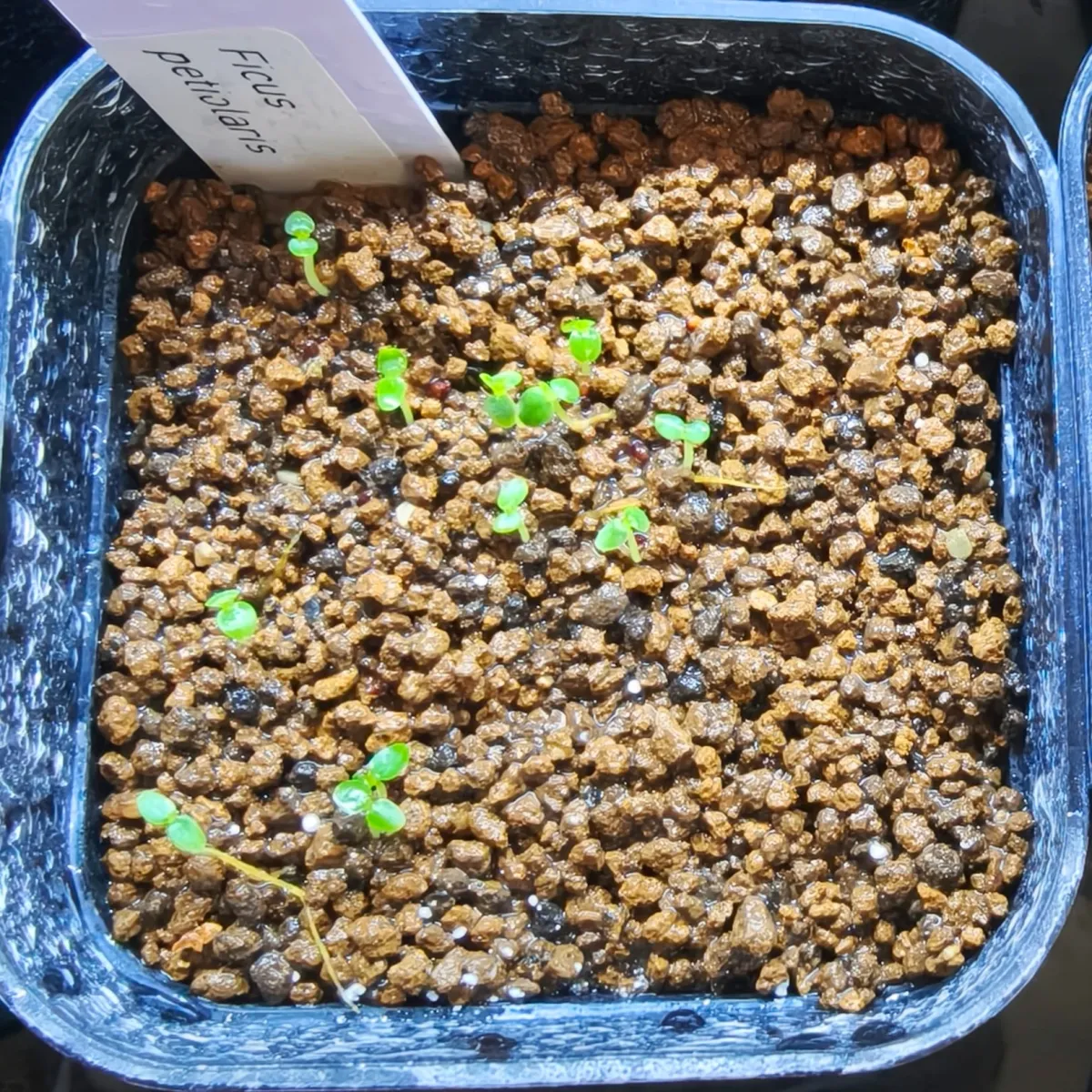 Ficus petiolaris (フィカス ペティオラリス)