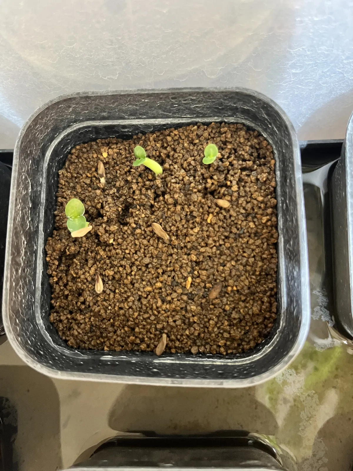 Pachypodium succulentum (パキポディウム サキュレンタム 天馬空)