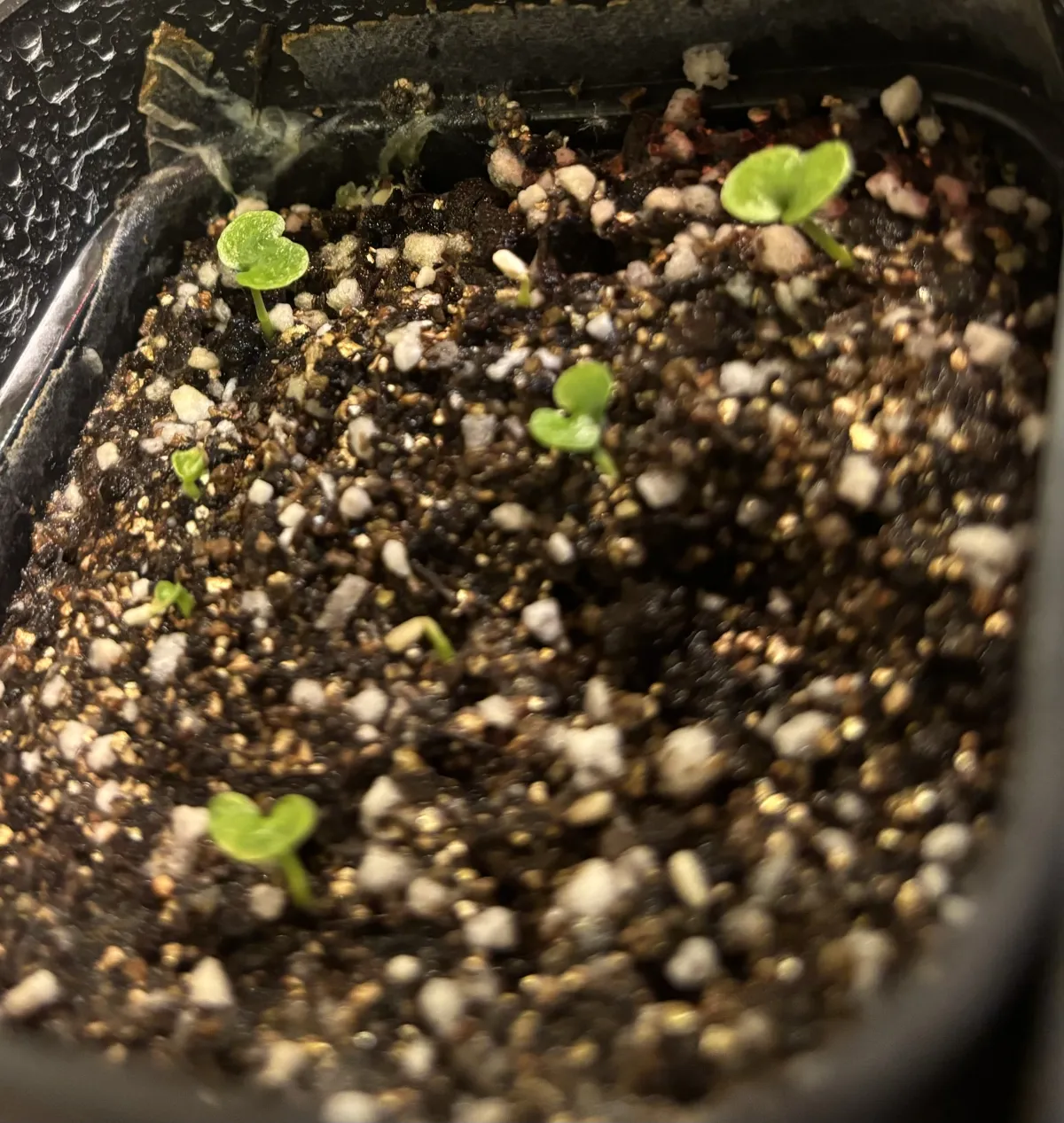 Philodendron bipinnatifidum (フィロデンドロン ビピンナティフィダム)