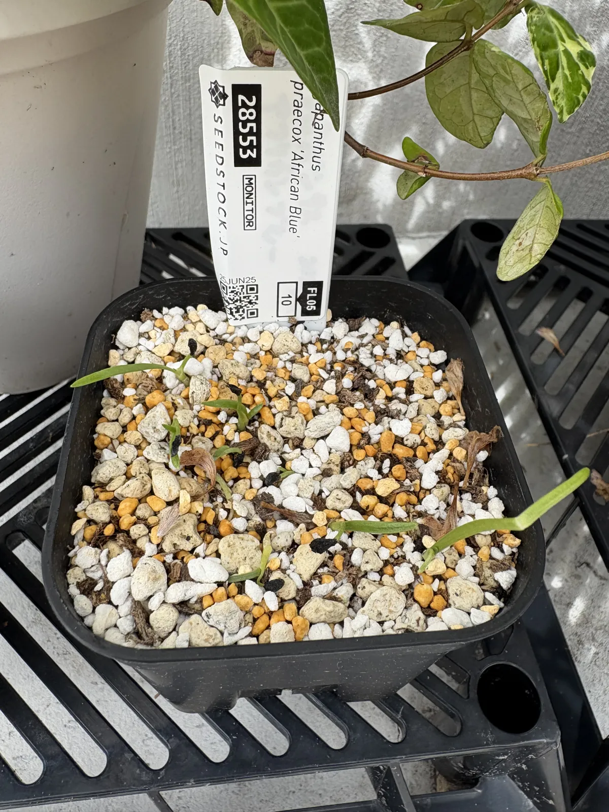 Agapanthus praecox 'African Blue' (アガパンサス プラエコクス アフリカンブルー)