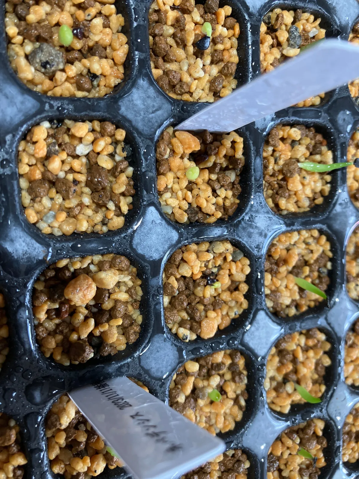 Astrophytum asterias (アストロフィツム ゴンザレス)