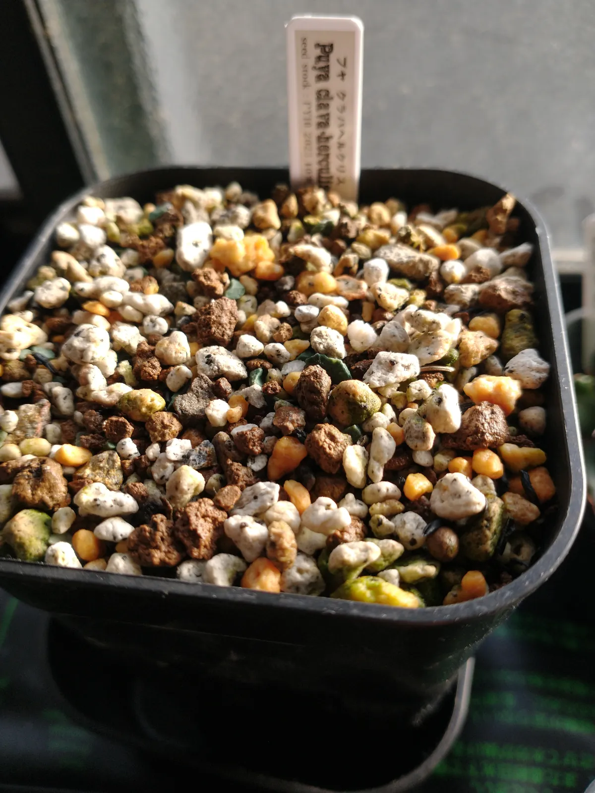 Puya clava-herculis (プヤ クラバヘルクリス)