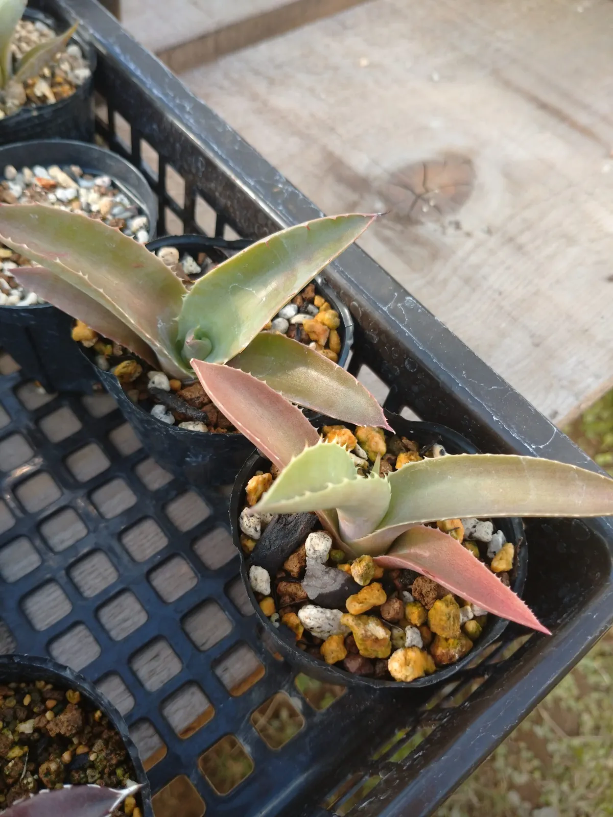 Agave macroacantha (アガベ マクロアカンサ 八荒殿)