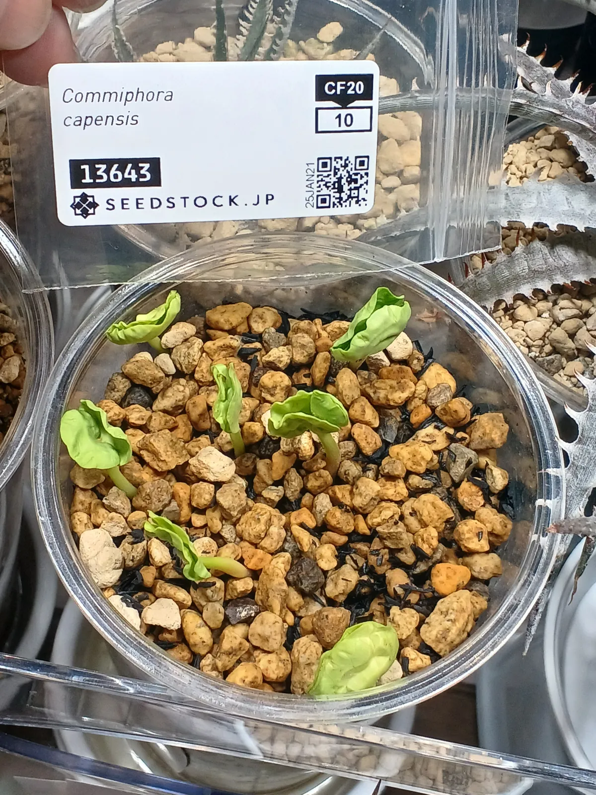 Commiphora capensis (コミフォラ カペンシス)