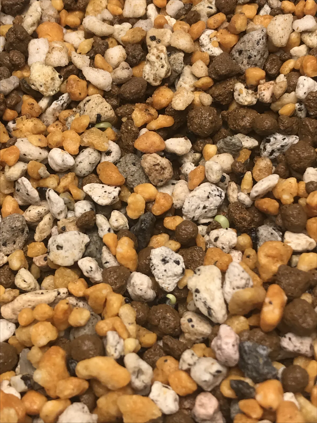 Agave oteroi (アガベ オテロイ)