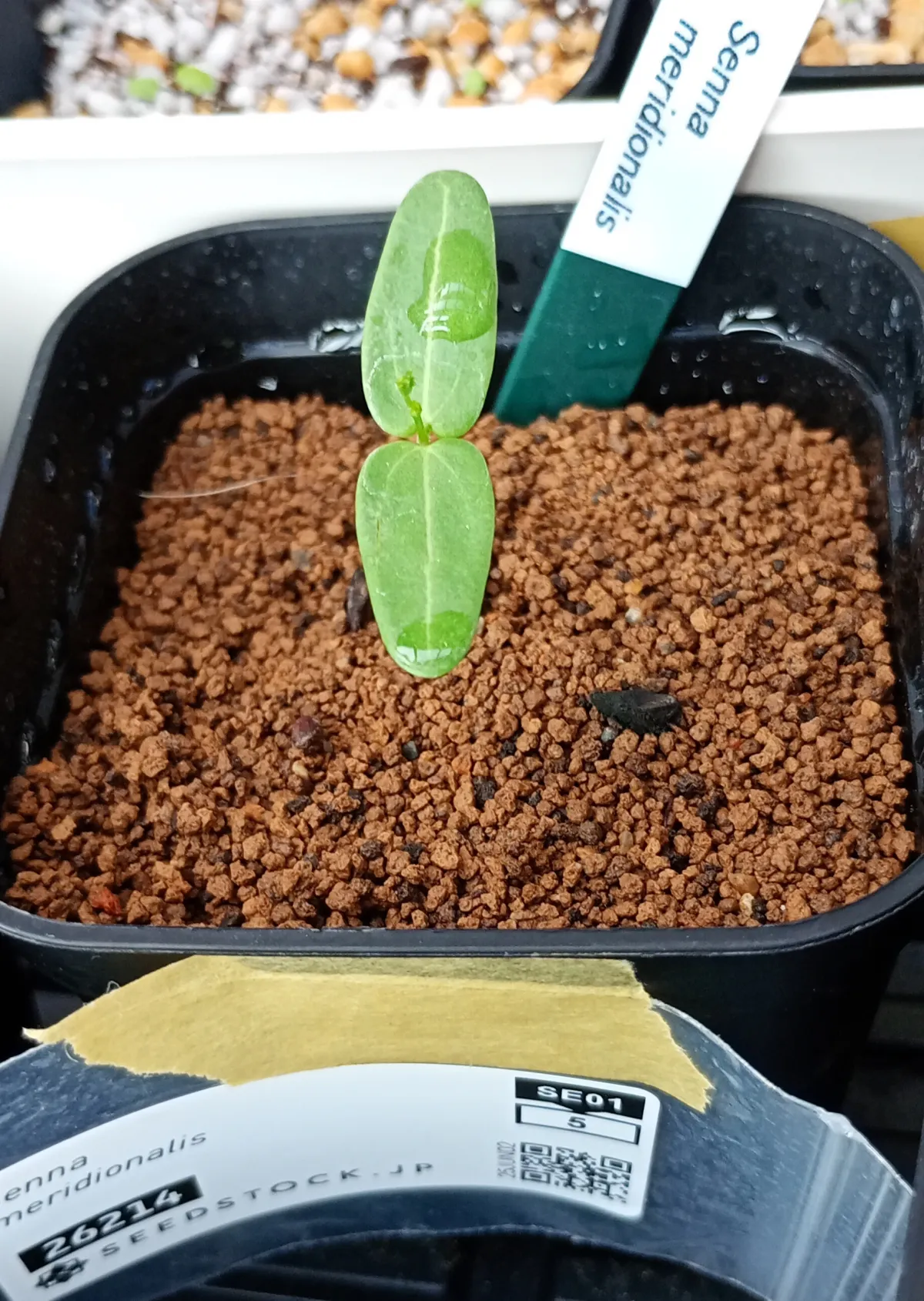 Senna meridionalis (センナ メリディオナリス)