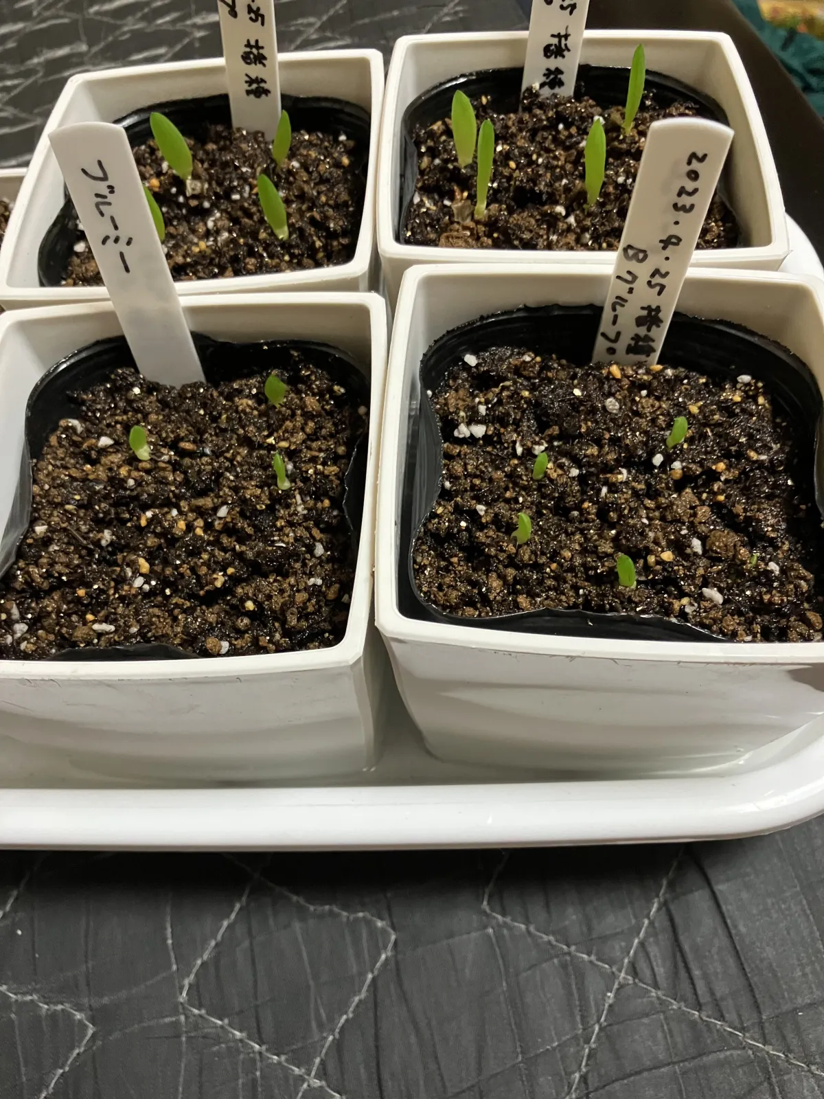 Aloe broomii (アロエ ブルーミー)