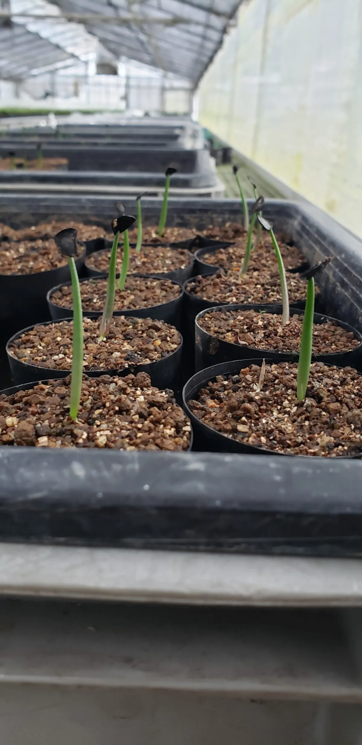 Agave karwinskii (アガベ カルウィンスキー)