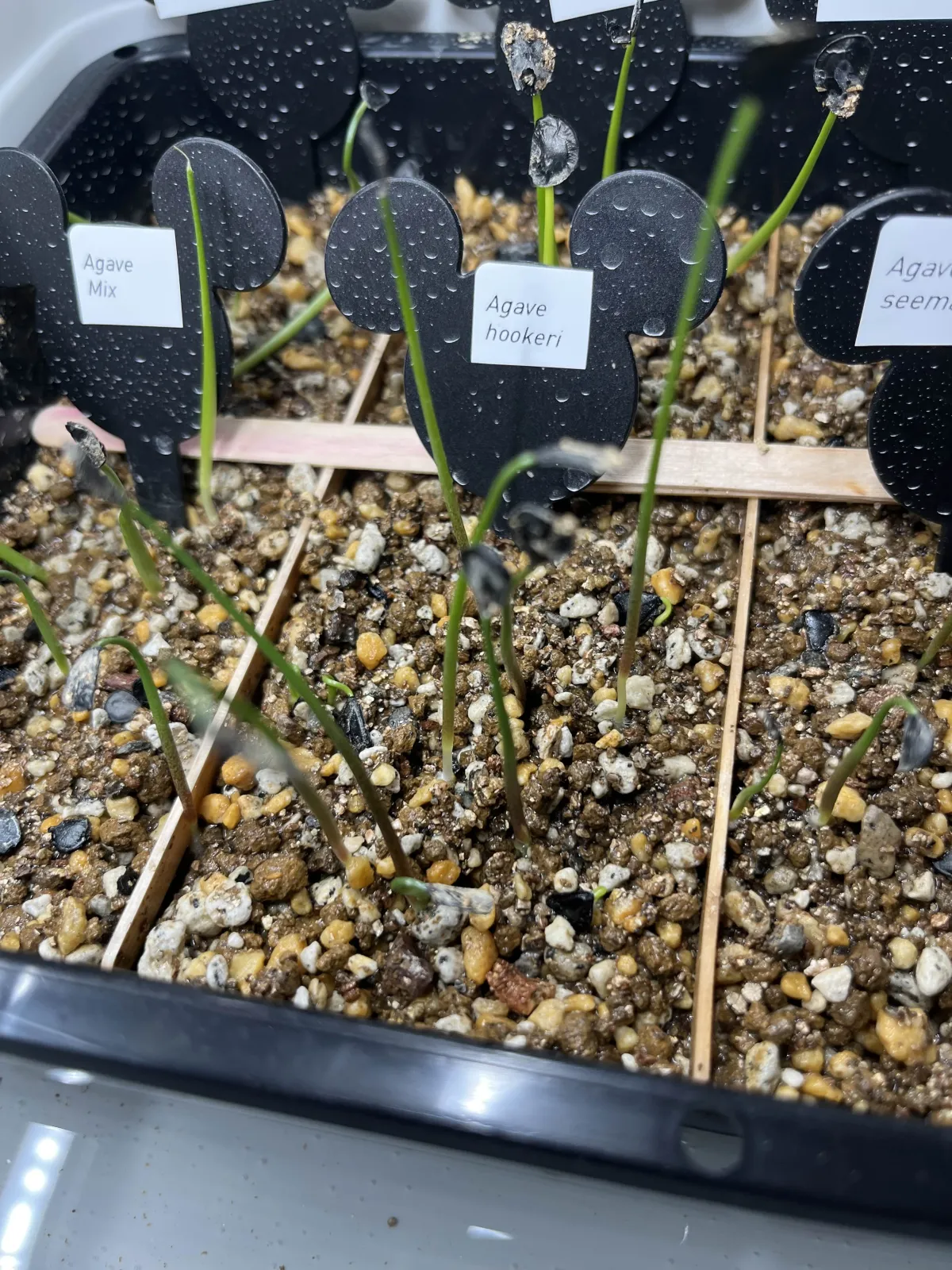 Agave hookeri (アガベ フーケリ)