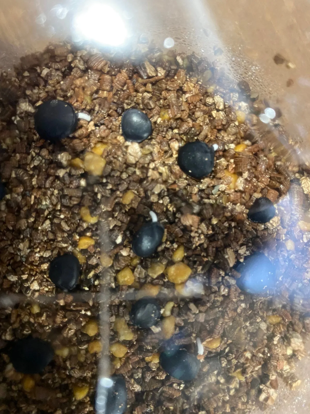 Yucca brevifolia (ユッカ ブレビフォリア)