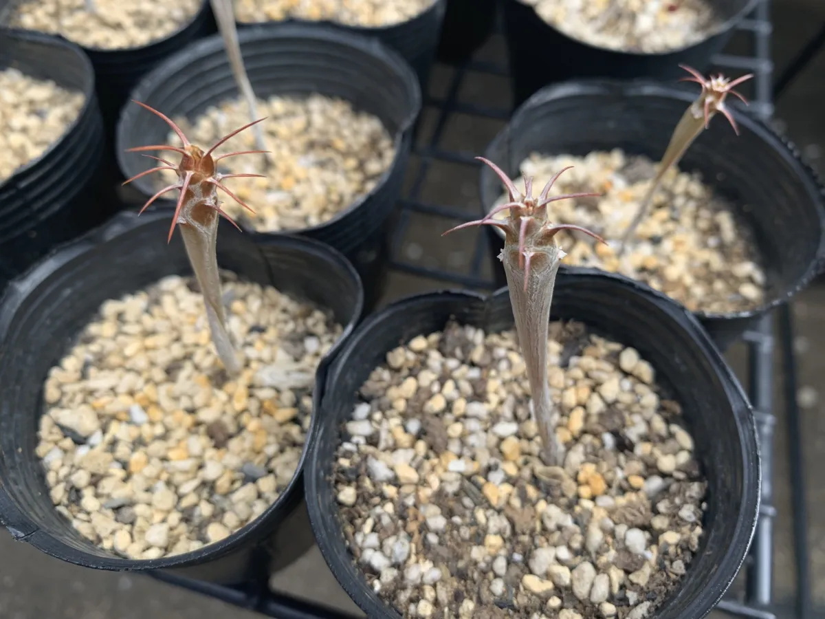 冬を越したフォークイエリア