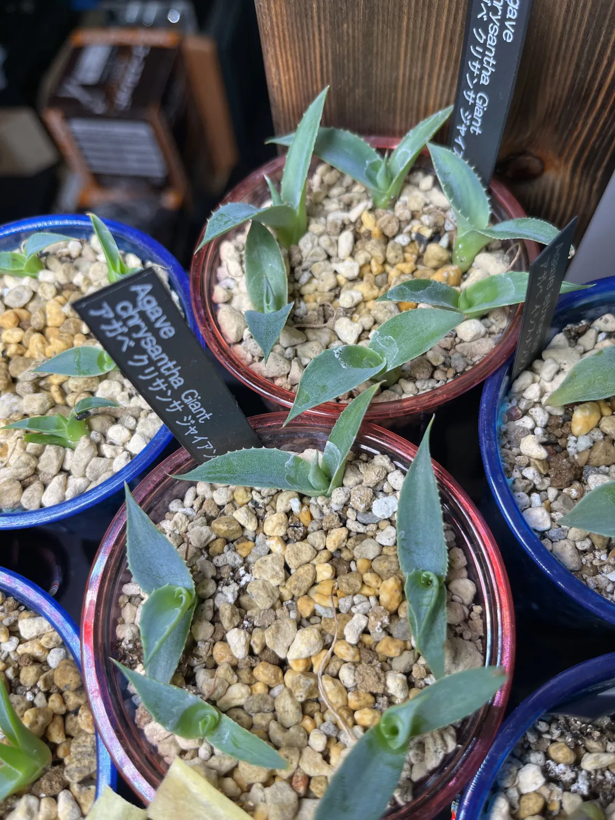 Agave chrysantha 'Giant' (アガベ クリサンサ ジャイアント)