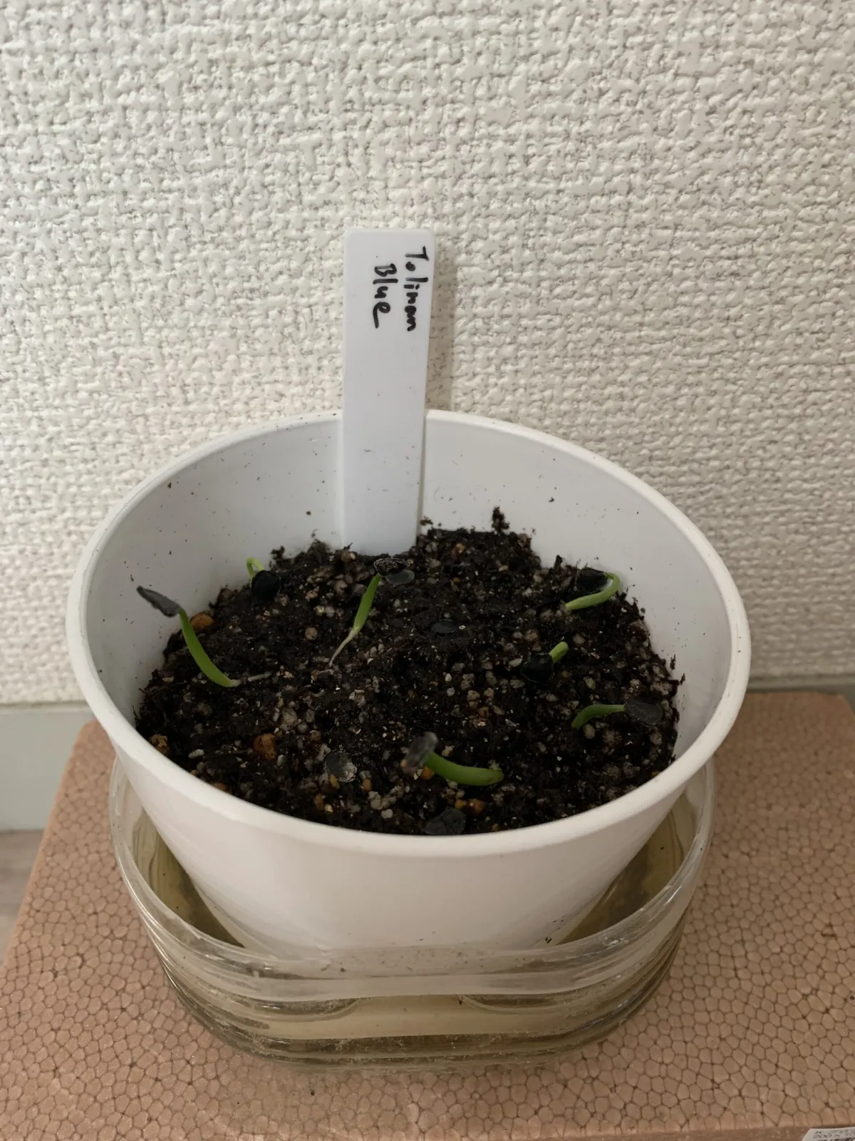 Agave americana 'Toliman Blue"(モニター)