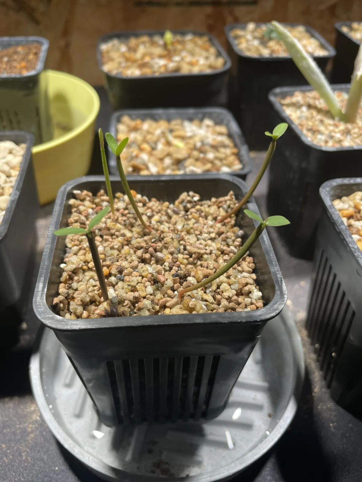 Euphorbia stenoclada subsp. stenoclada (ユーフォルビア ステノクラーダ)