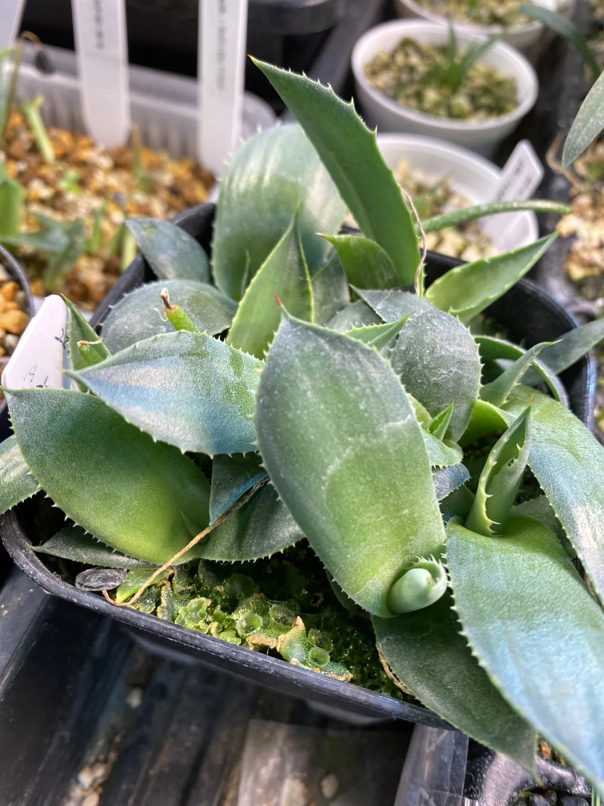 Agave parryi var. huachucensis 'Wakefield' (アガベ パリー ウェイクフィールド)